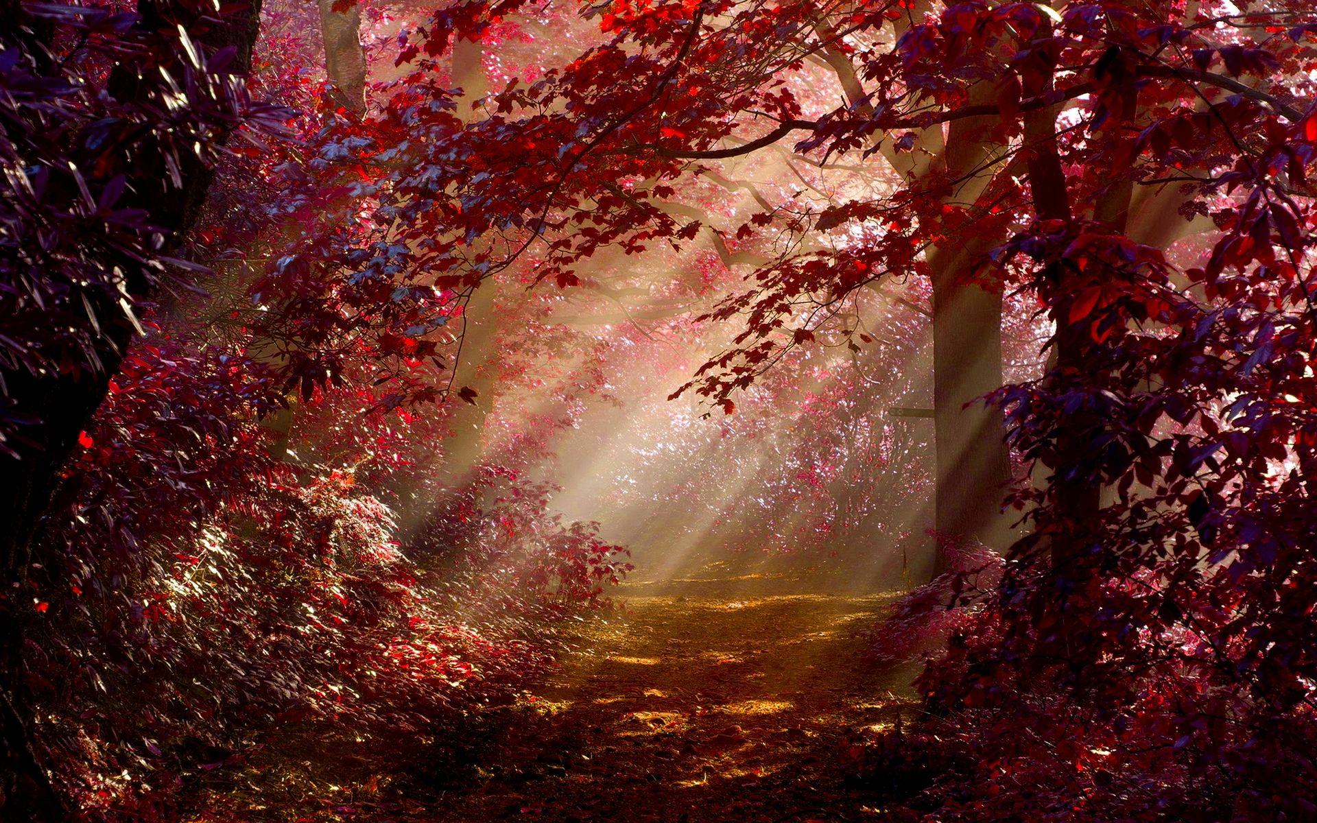 1920x1200 Red Forest HD