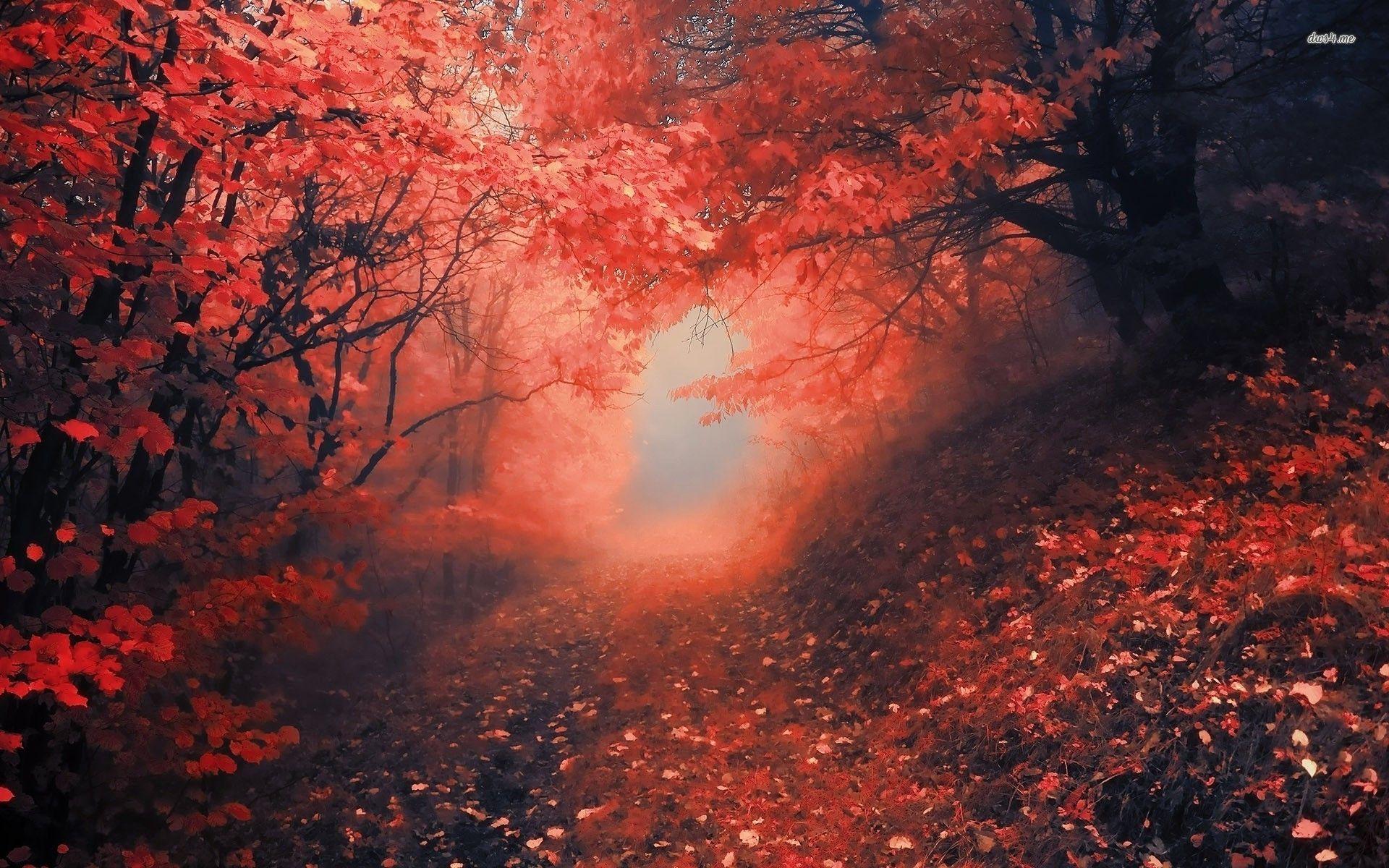 1920x1200 Red Forest Wallpaper Red Forest Wallpaper Full Hd, HD