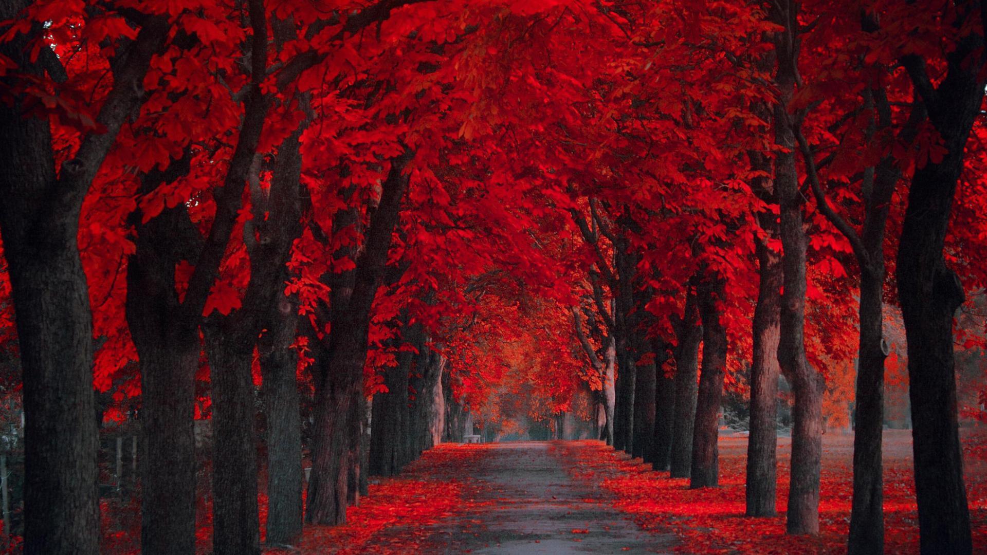 Red Forest HD Wallpapers - Top Free Red Forest HD Backgrounds