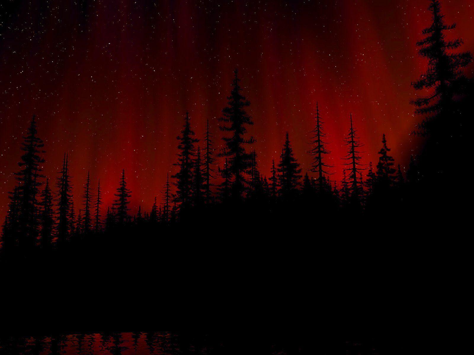 1600x1200 Hd Wallpaper And Black Forest, Download Wallpaper