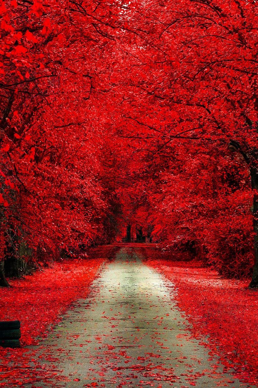 Red Forest HD Wallpapers - Top Free Red Forest HD Backgrounds