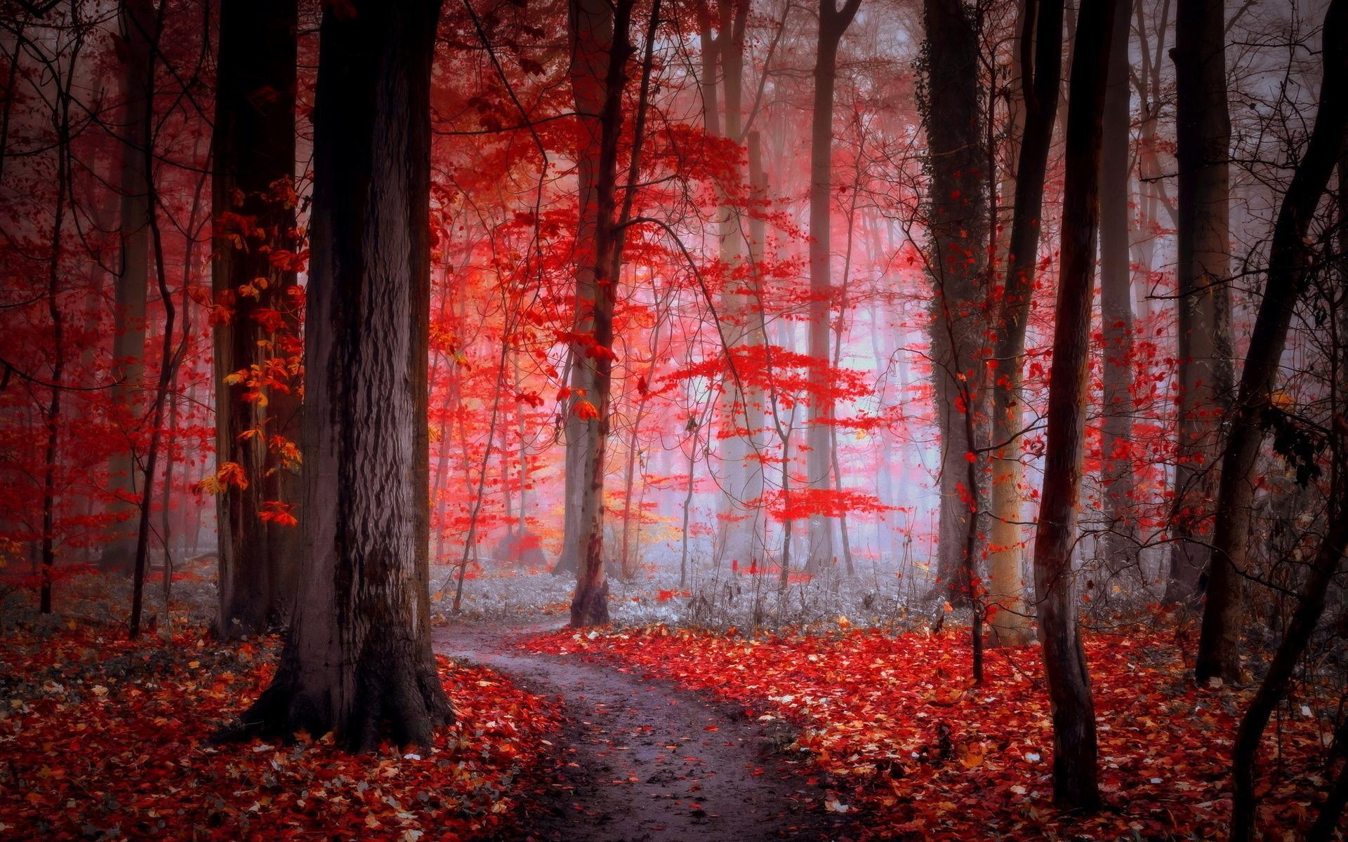 1920x1200 Path in the red forest HD desktop wallpaper : Widescreen : High Definition