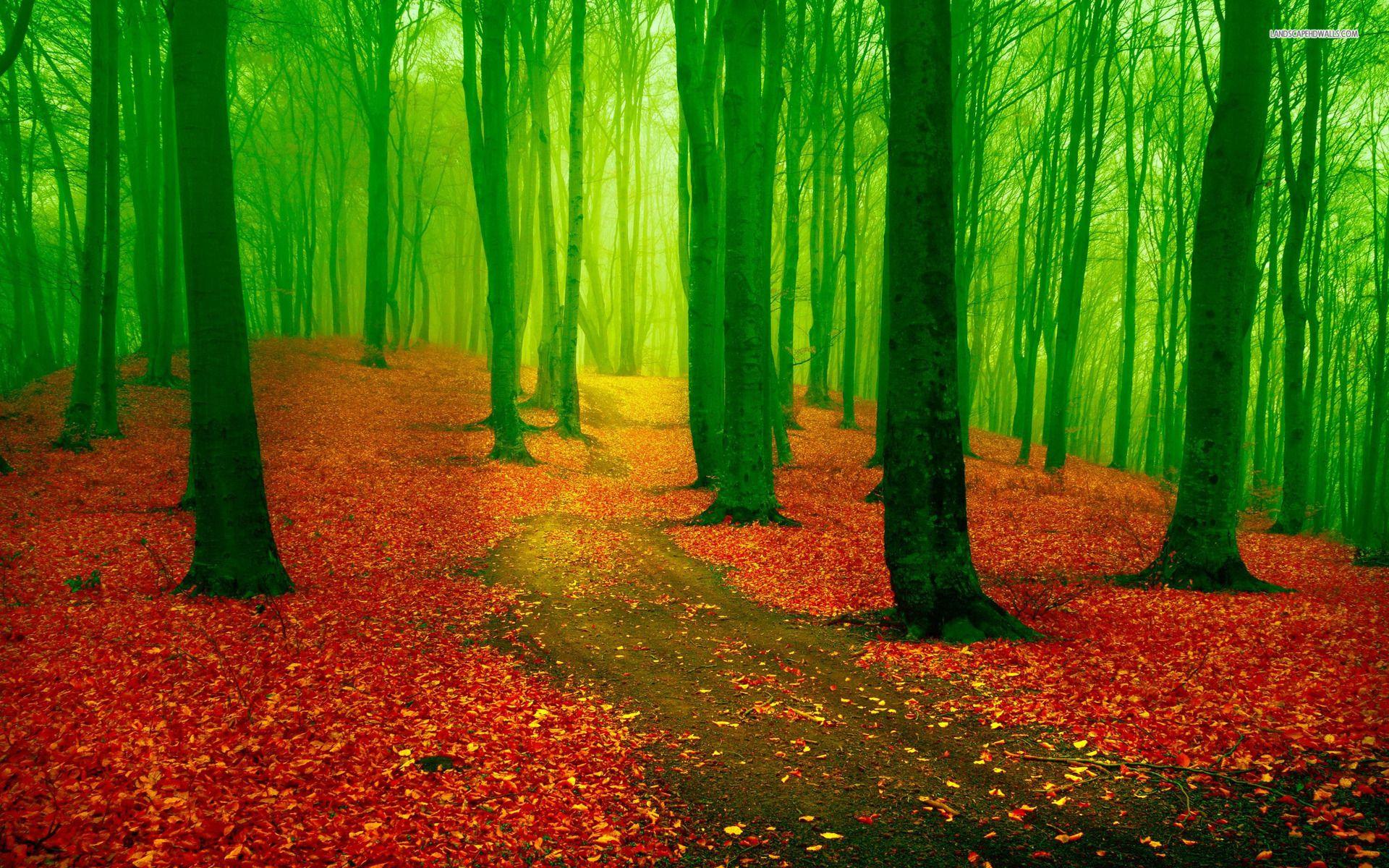 1920x1200 Red Leaf Carpet Green Forest wallpaper. Red Leaf Carpet