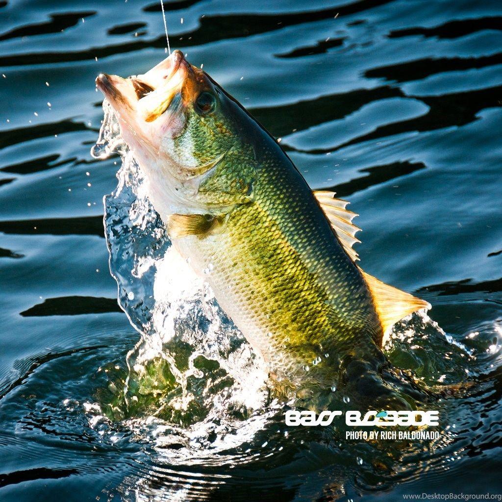 Bass Fish Wallpapers - Top Free Bass Fish Backgrounds - WallpaperAccess