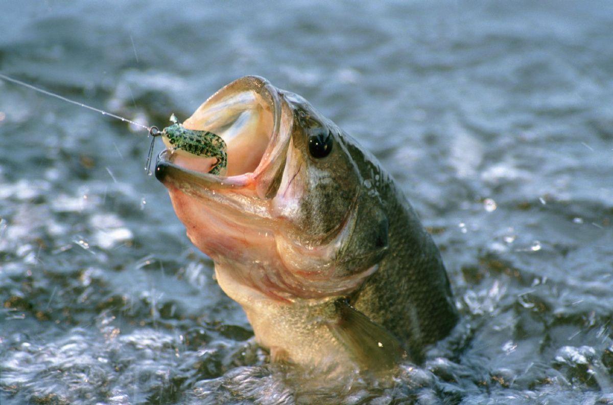 1200x793 Free download Pics Photo Largemouth Bass Wallpaper