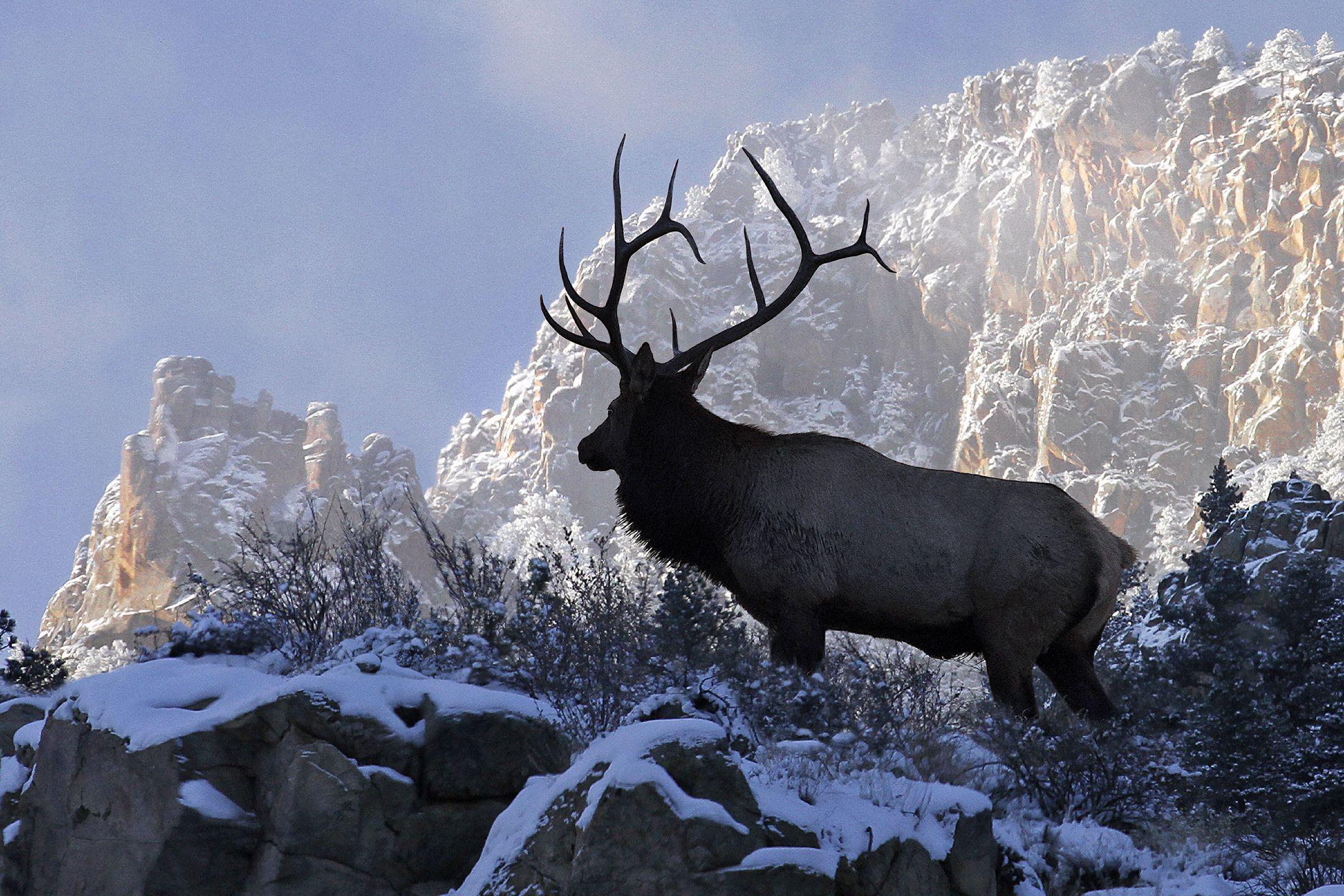 Elk Wallpapers - Top Free Elk Backgrounds - WallpaperAccess