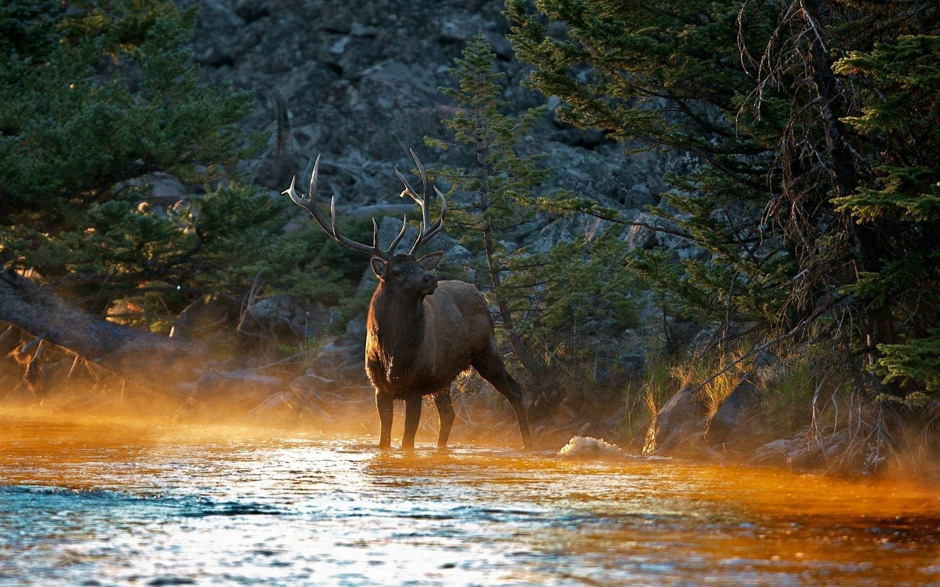 1920x1200 Elk