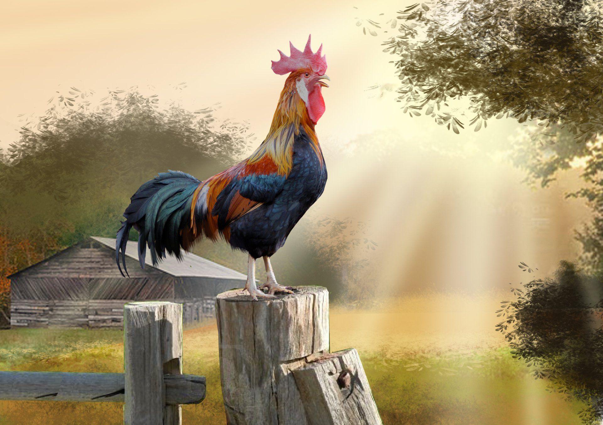 rooster-wallpapers-top-free-rooster-backgrounds-wallpaperaccess