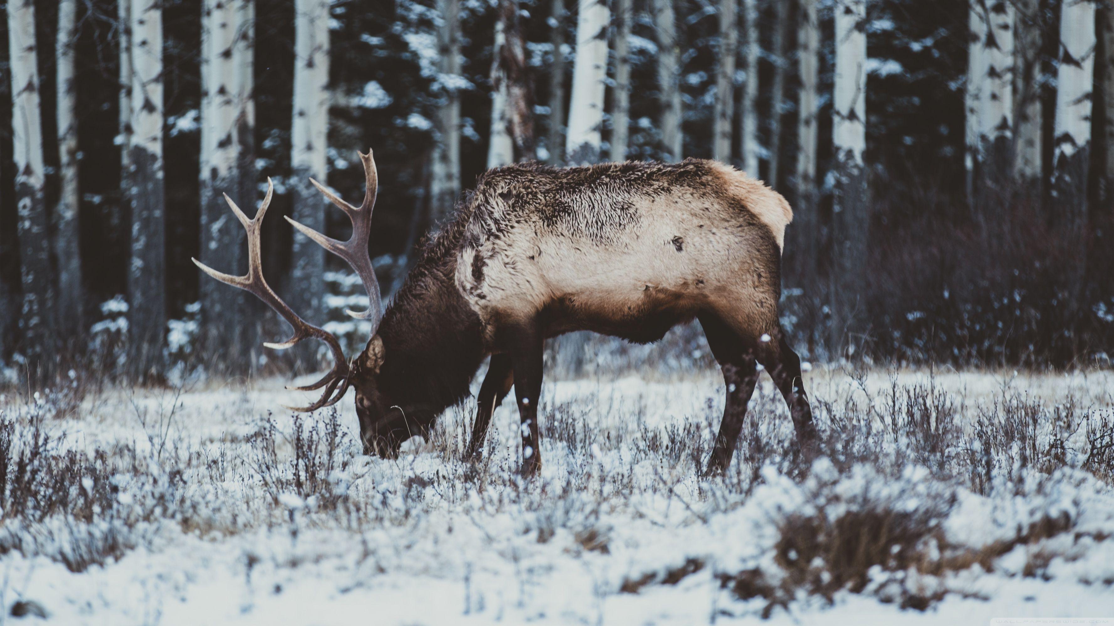 4K Elk Wallpapers - Top Free 4K Elk Backgrounds - WallpaperAccess