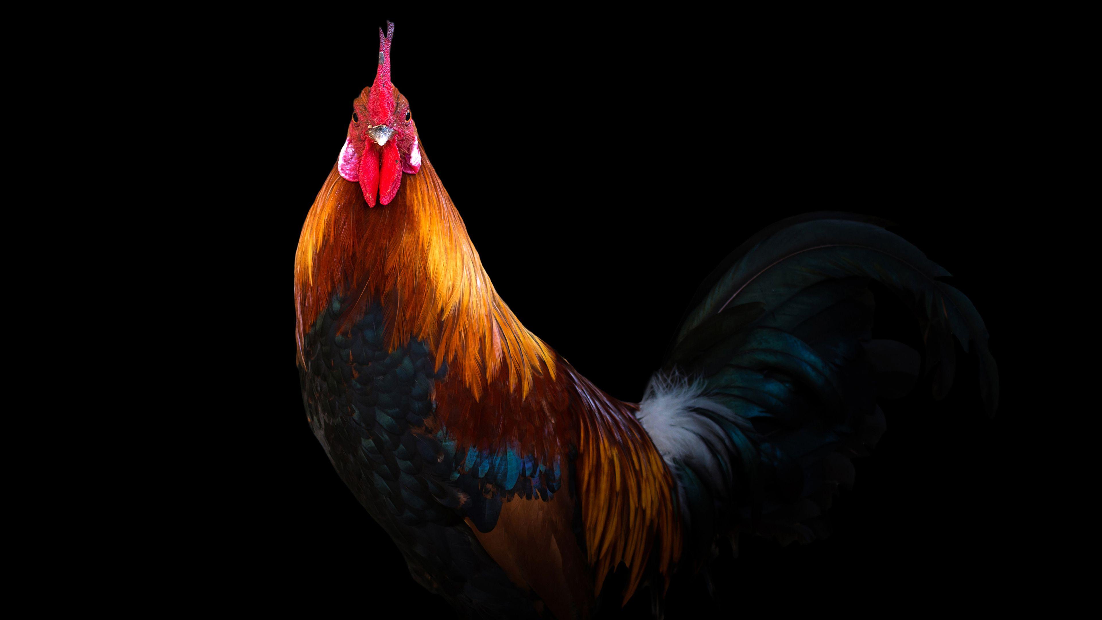 Rooster Wallpapers Top Free Rooster Backgrounds Wallpaperaccess