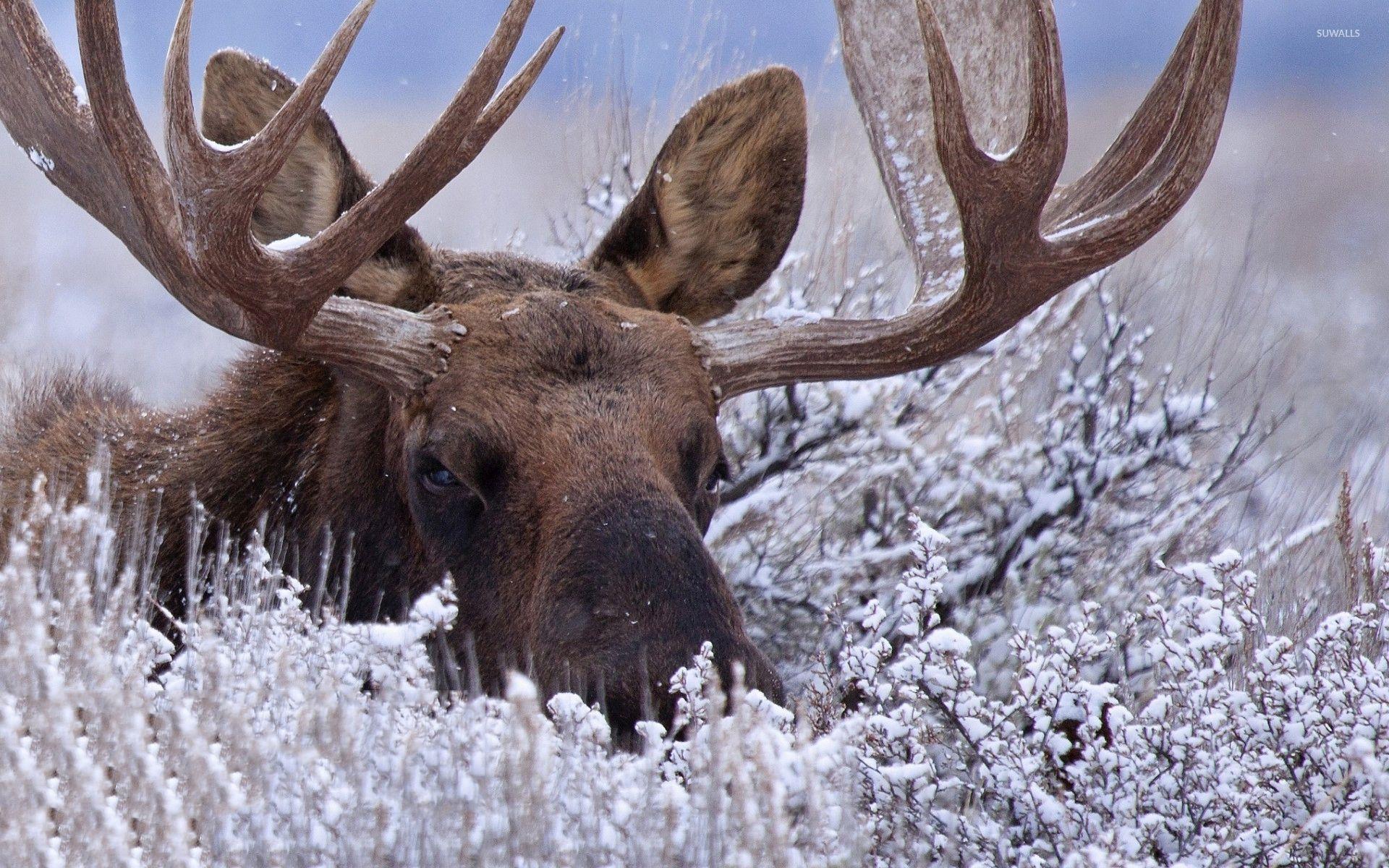 Moose Wallpapers - Top Free Moose Backgrounds - WallpaperAccess