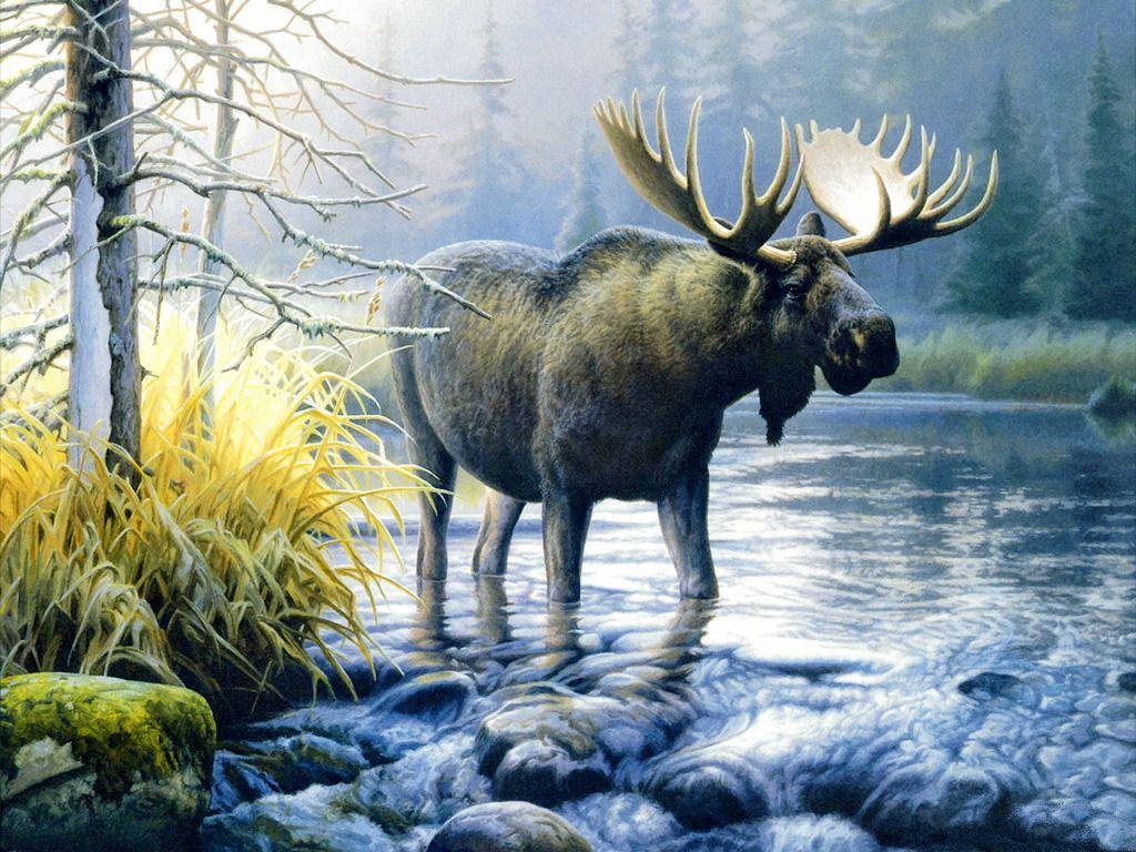 Moose Wallpapers - Top Free Moose Backgrounds - WallpaperAccess