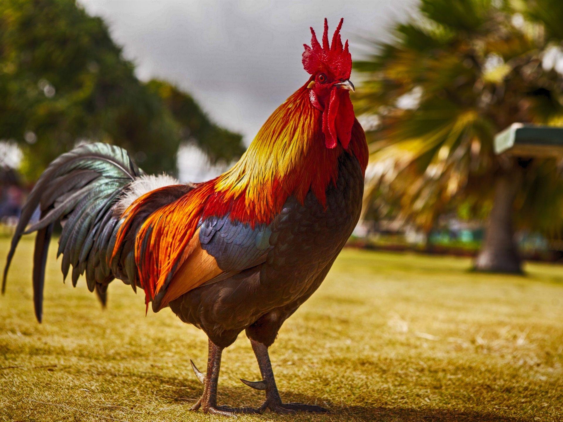 Rooster Wallpapers - Top Free Rooster Backgrounds - WallpaperAccess