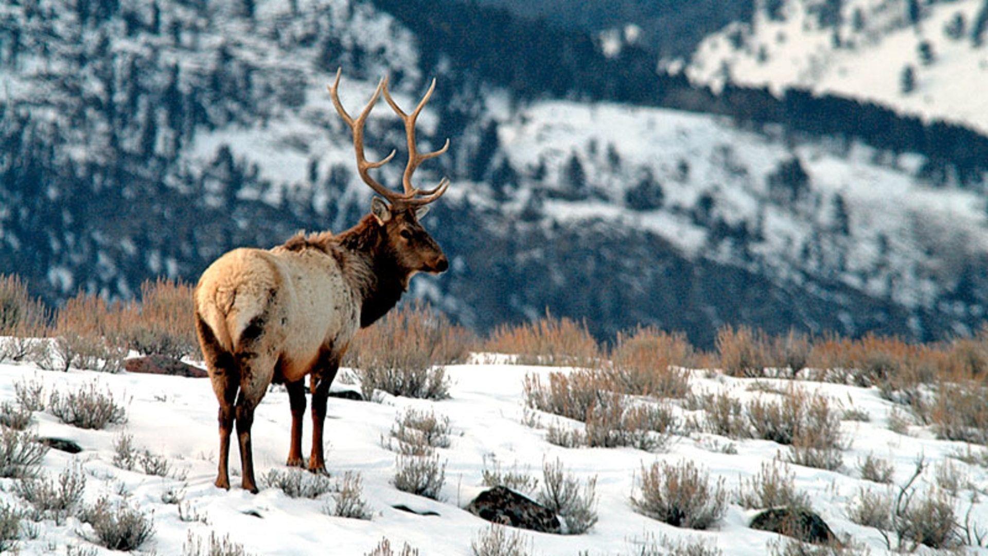 1920x1080 Elk In Snow Wallpaper Background