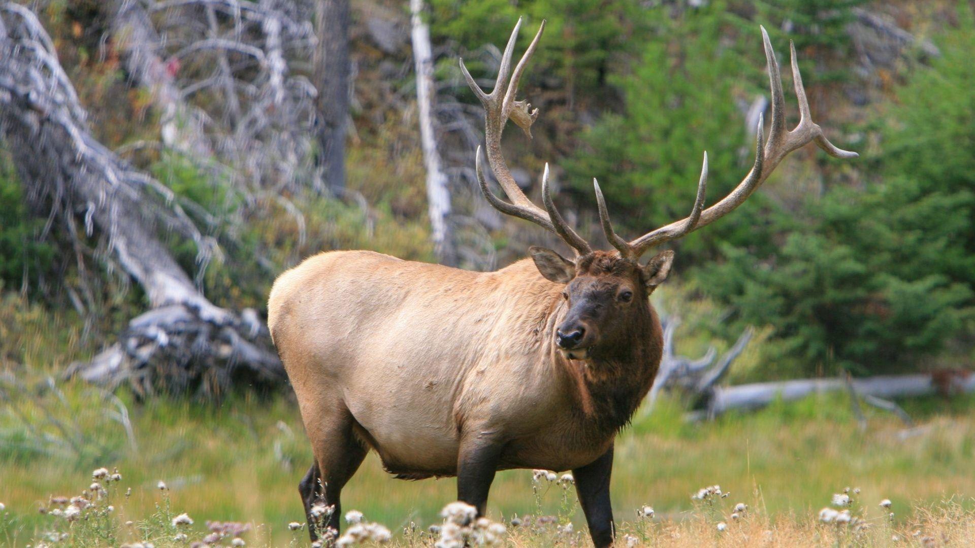 Elk Wallpapers - Top Free Elk Backgrounds - WallpaperAccess