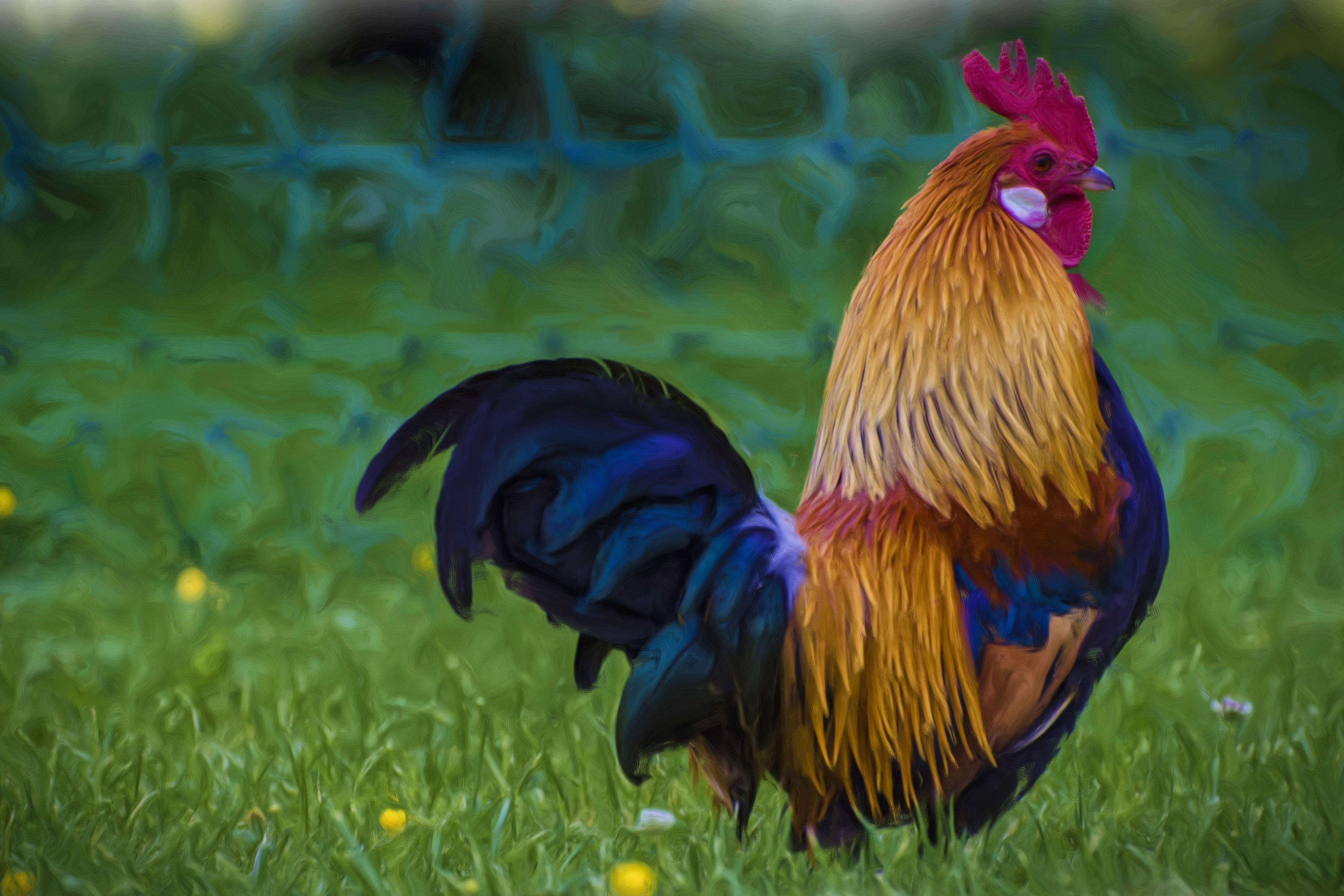 Rooster Wallpapers - Top Free Rooster Backgrounds - WallpaperAccess