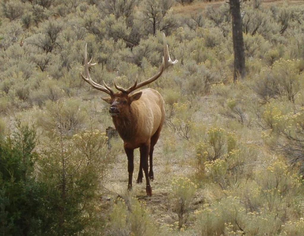 1024x796 Bull Elk Wallpaper HD FREE 1.0 APK Download