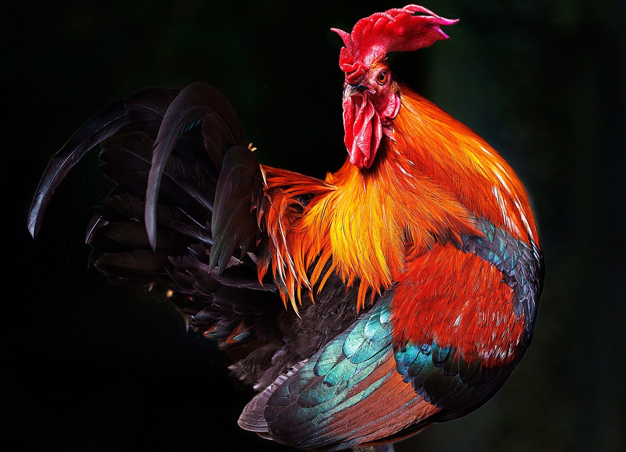 Rooster Wallpapers - Top Free Rooster Backgrounds - WallpaperAccess