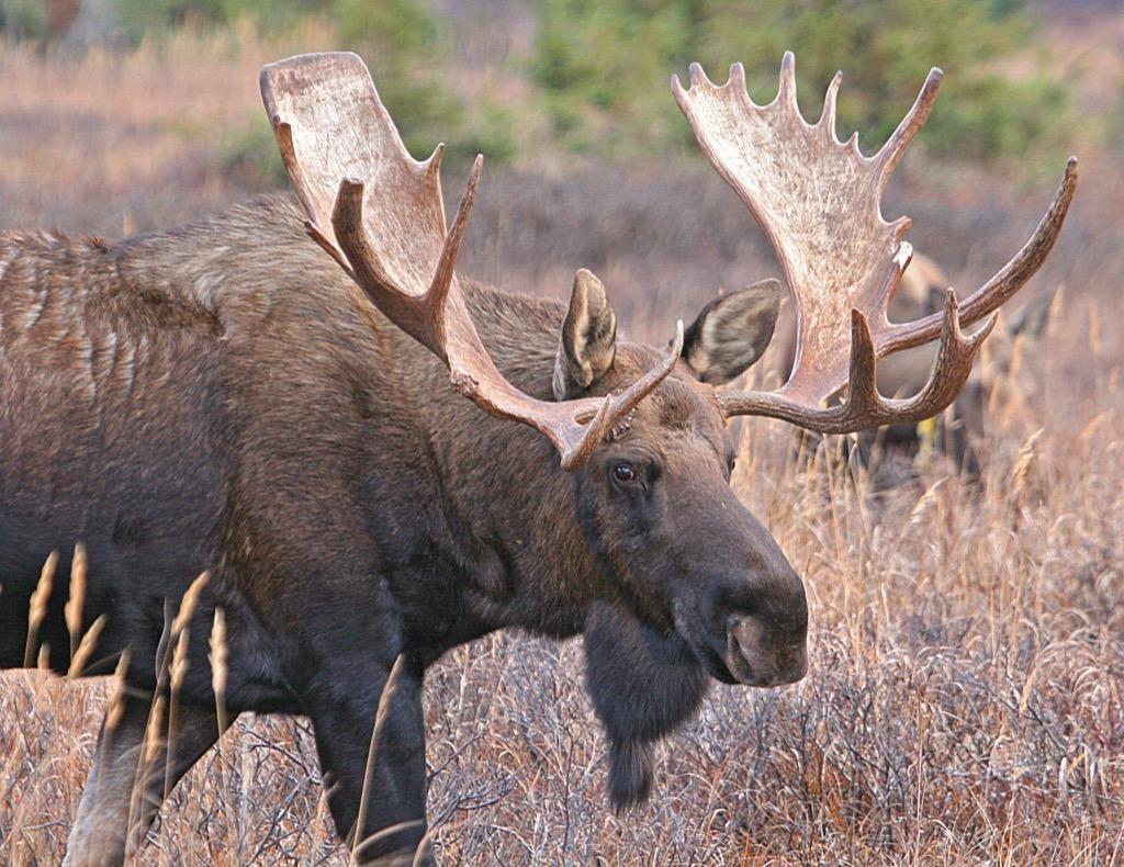 1024x790 Bull Moose Wallpaper HD FREE for Android