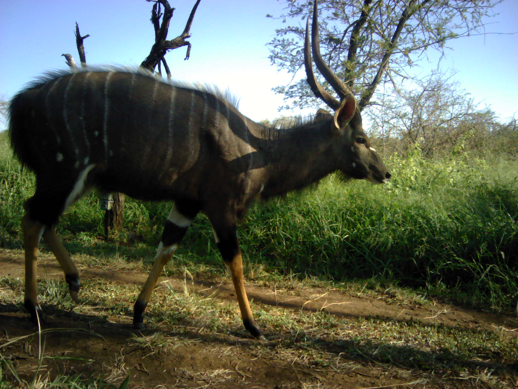 2048x1536 Elk, HD Wallpaper & background Download