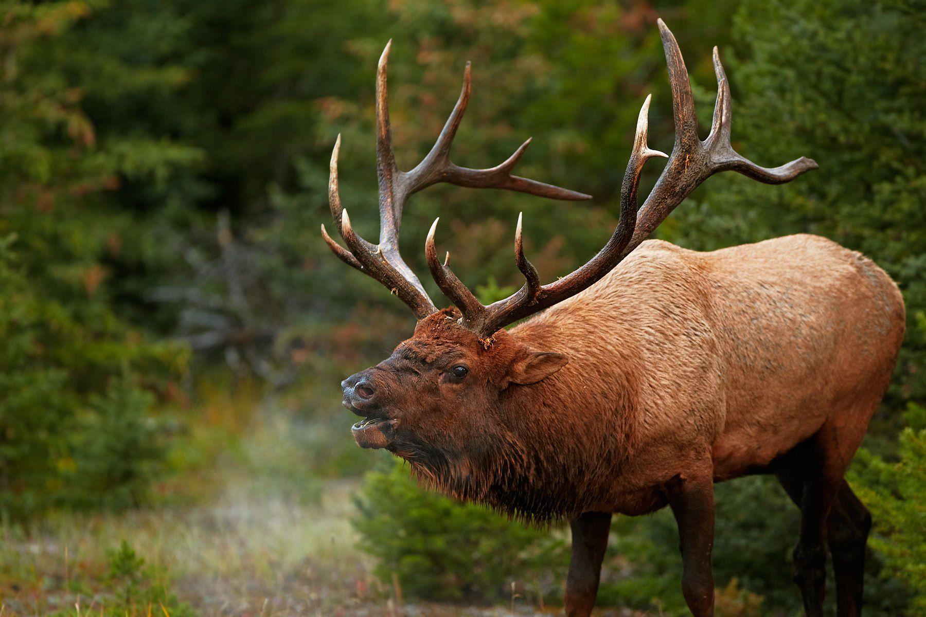 1800x1200 bull, Elk, Elks, Deer, 35 Wallpaper HD / Desktop and Mobile