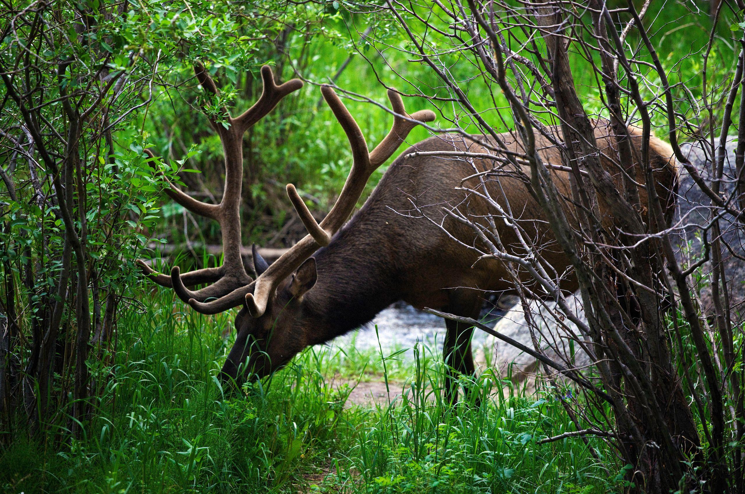 2560x1700 Elk HD Wallpaper and Background Image