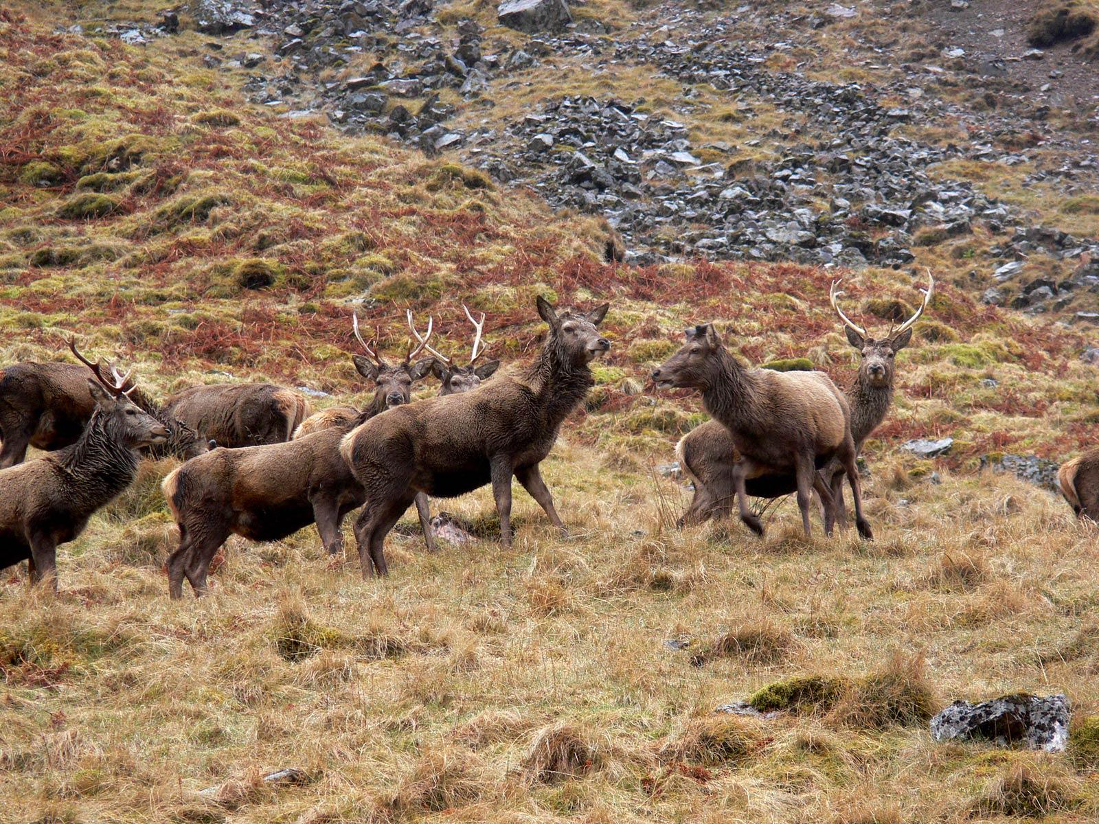 1600x1200 Free Elk Wallpaper download
