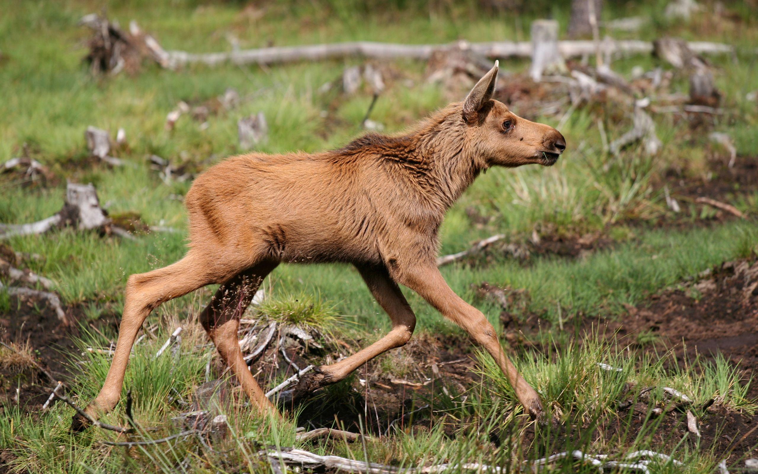 2560x1600 Baby Moose Wallpaper