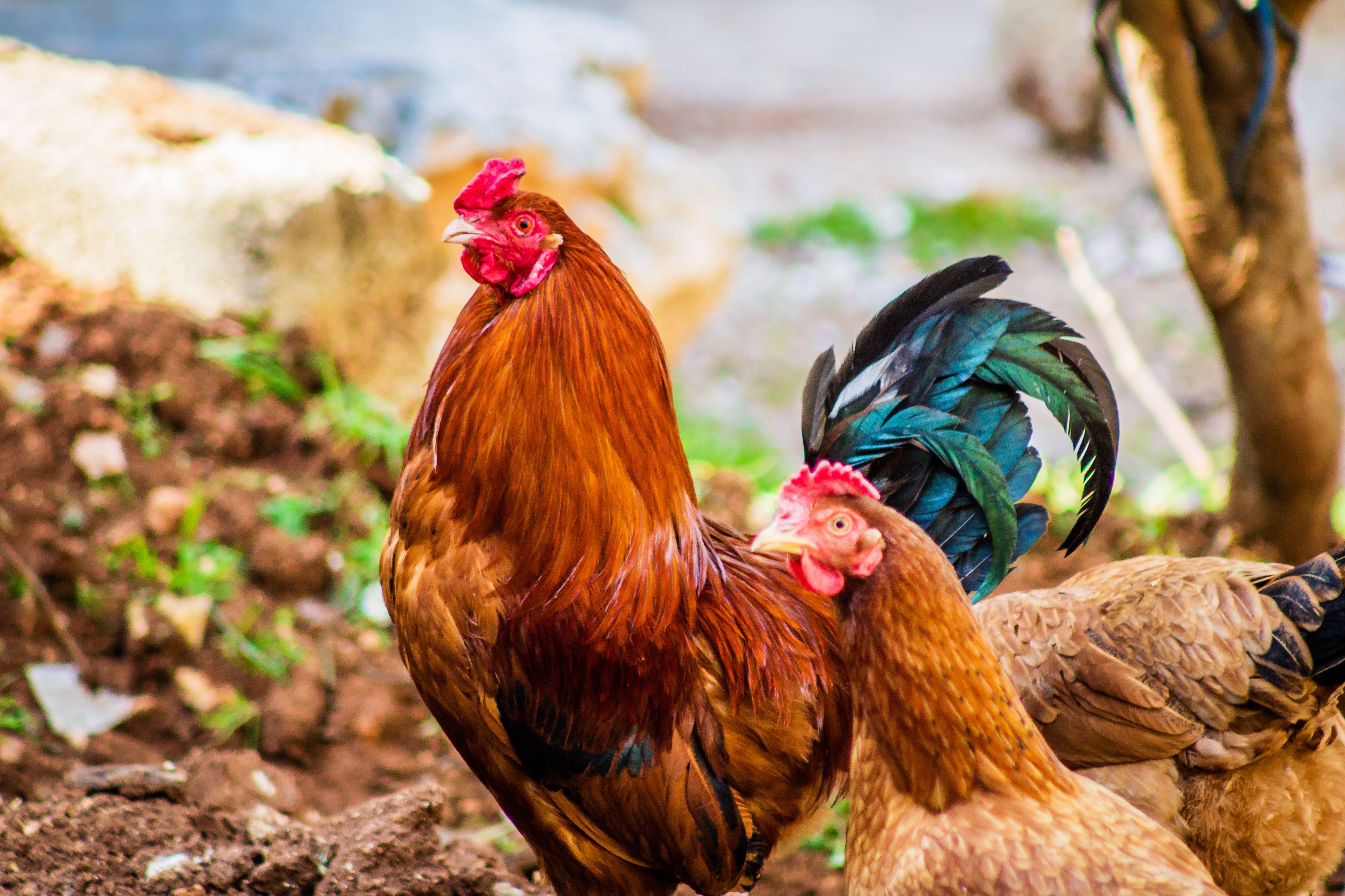 5184x3456 Two Brown Hen and One Red Rooster wallpaper