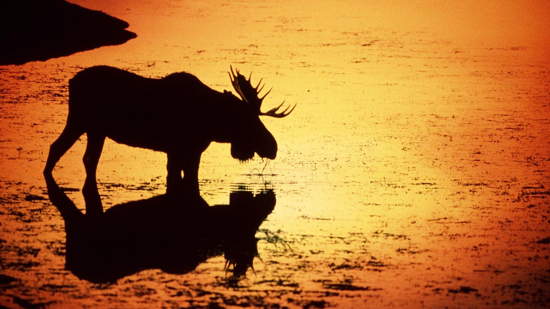 Moose Wallpapers - Top Free Moose Backgrounds - WallpaperAccess