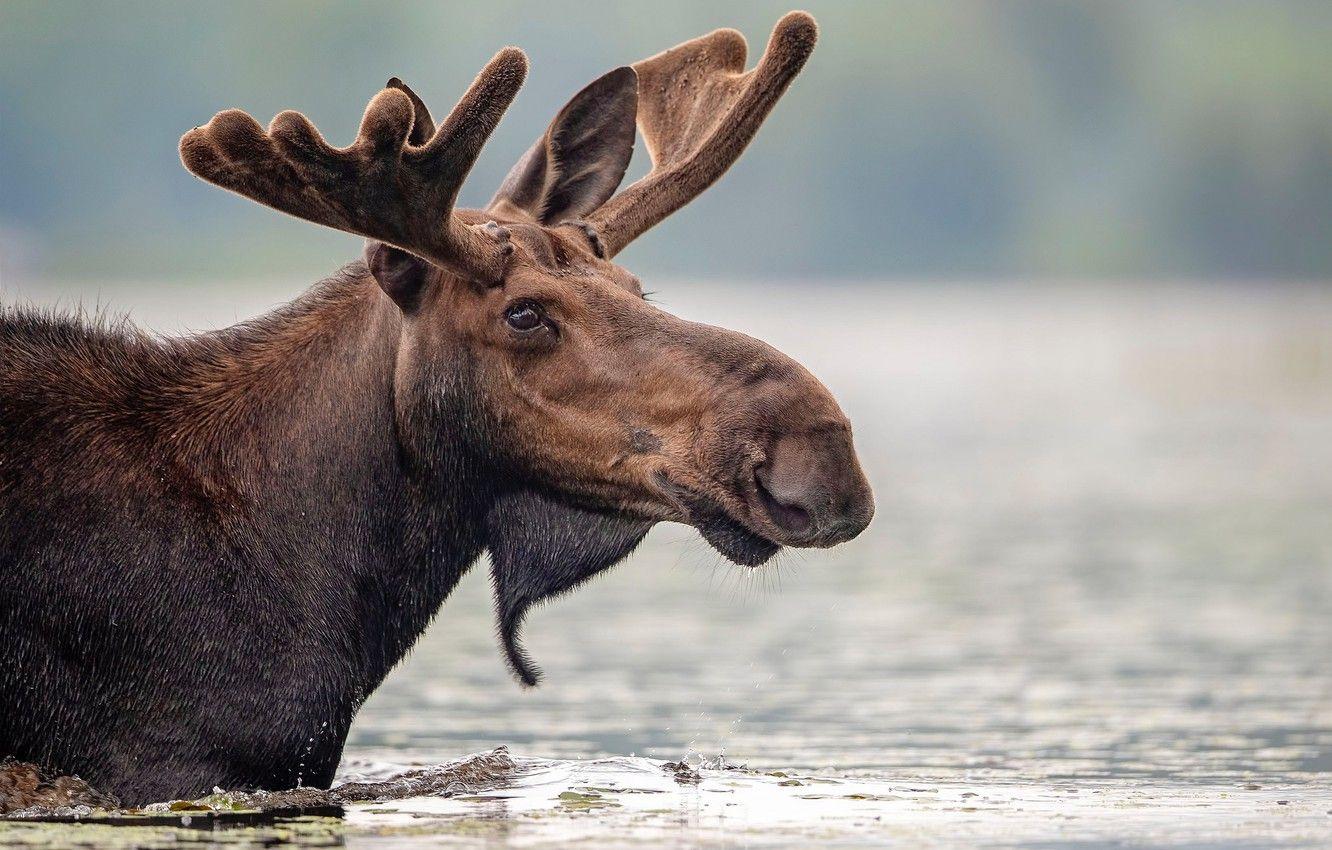 Moose Wallpapers - Top Free Moose Backgrounds - WallpaperAccess