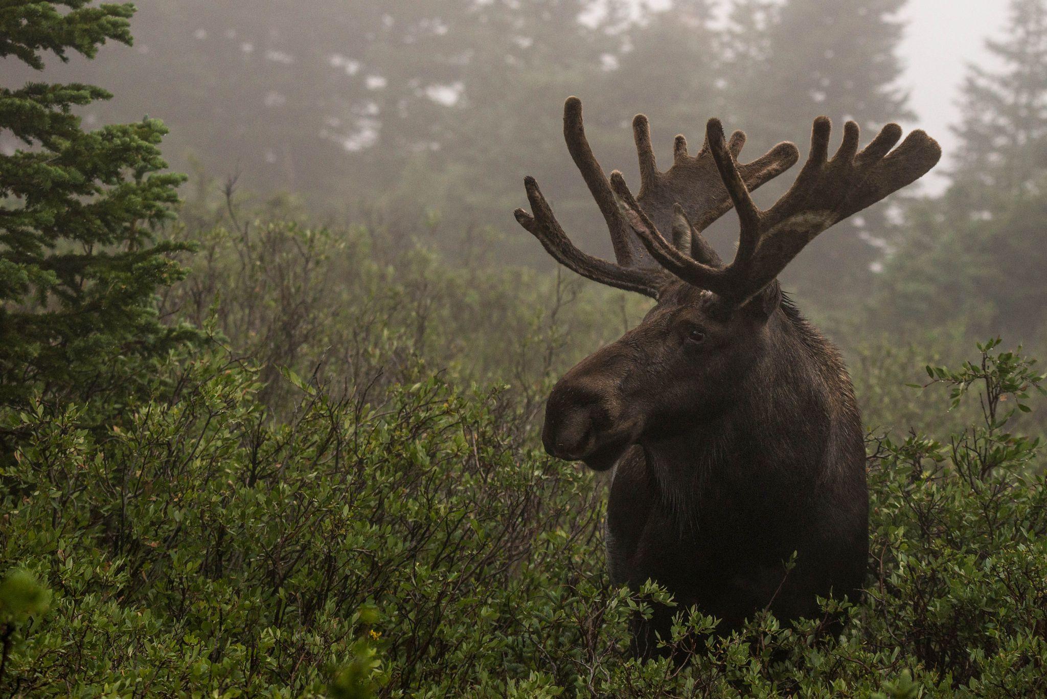 2048x1367 moose wallpaper for desktop. moose.