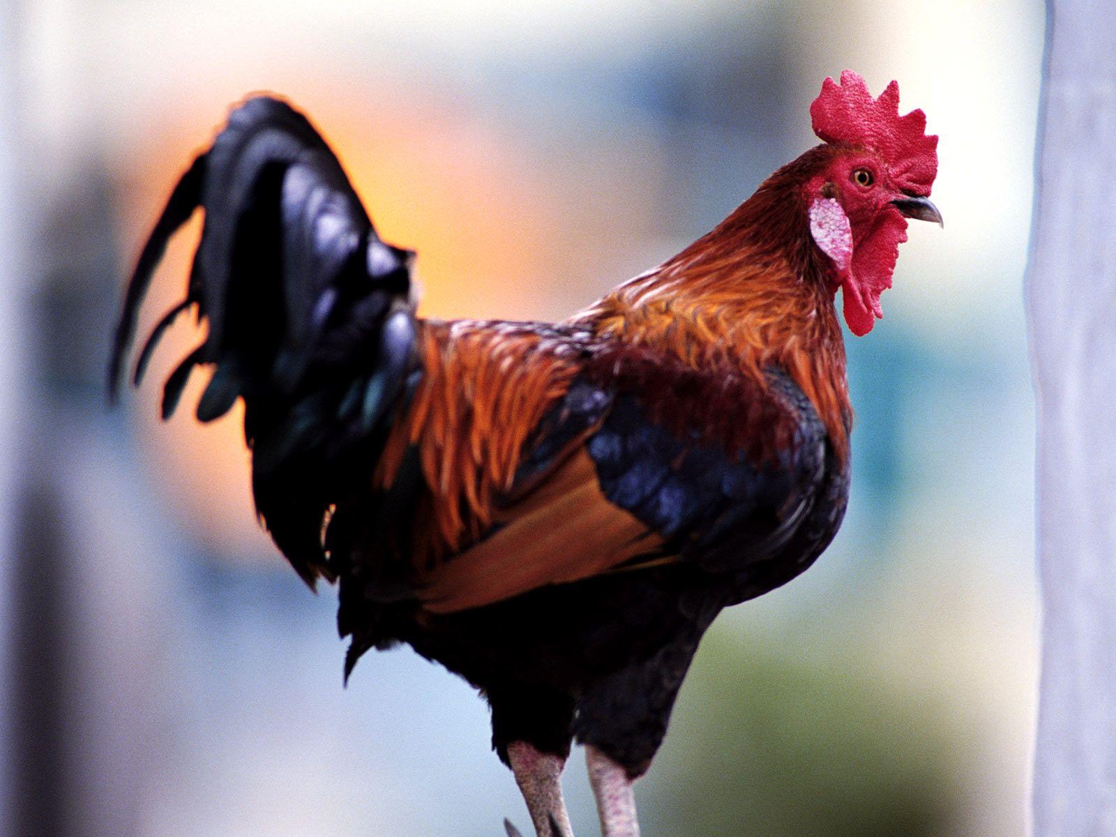 1600x1200 Rooster Rooster Wallpaper A1 Rooster Wallpaper 2