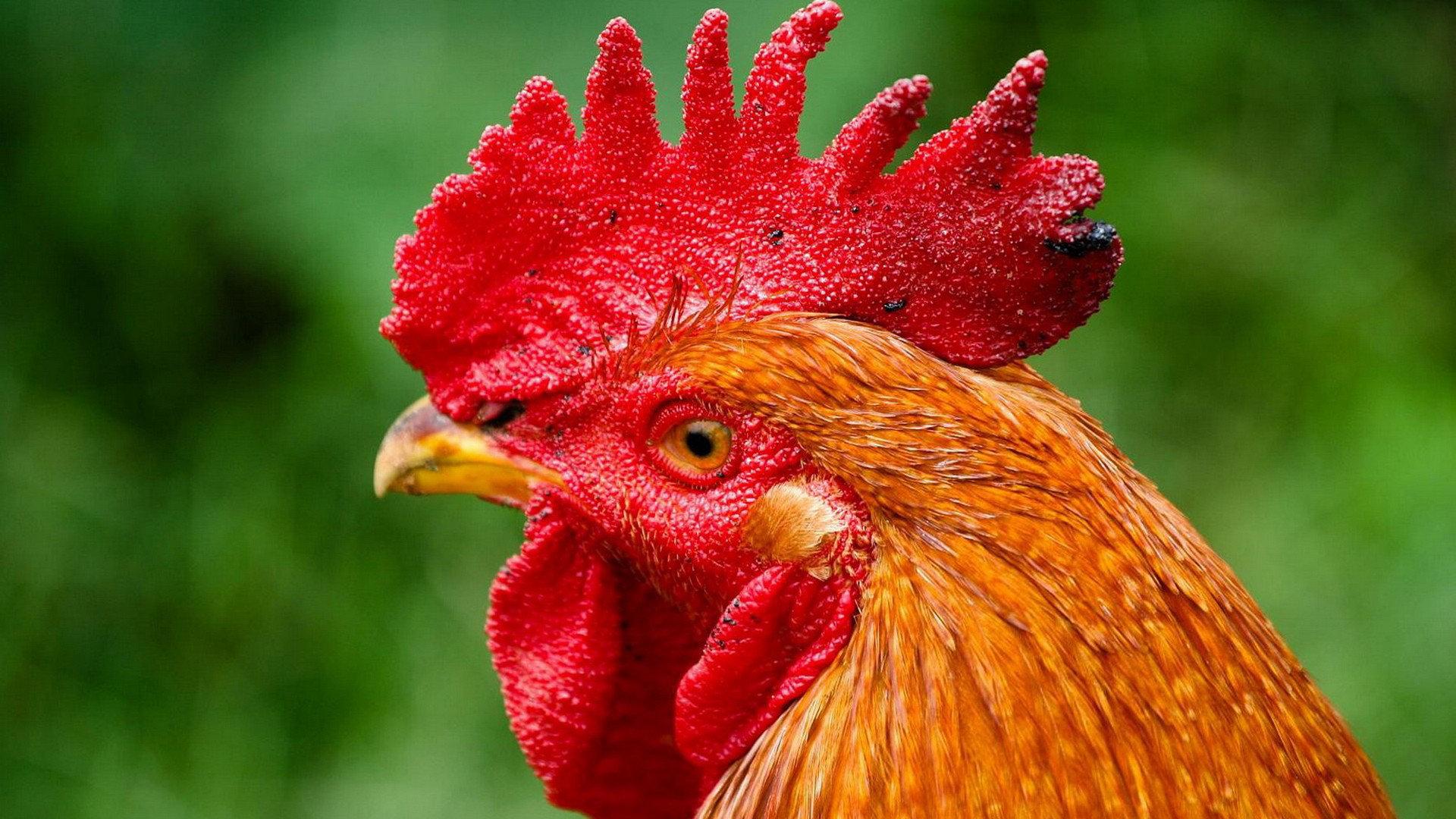 Rooster Wallpapers - Top Free Rooster Backgrounds - WallpaperAccess