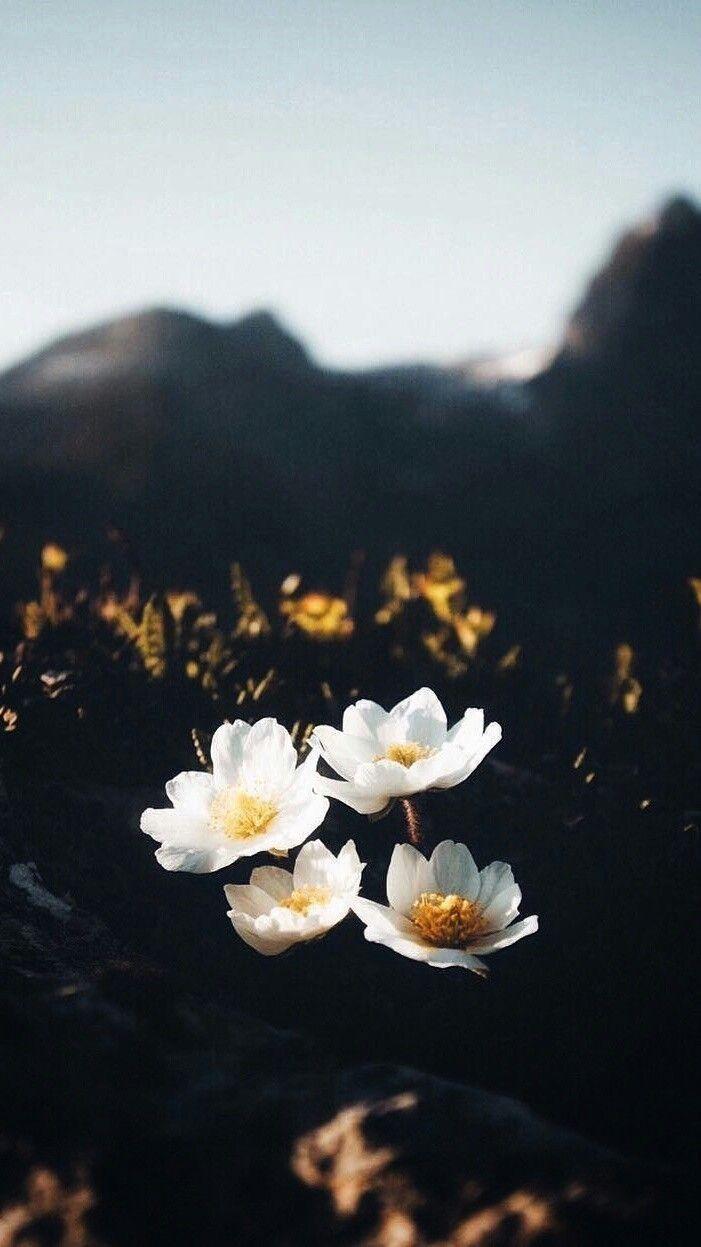 701x1247 wallpaper #wallpaperiphone #papeldeparede #iphone