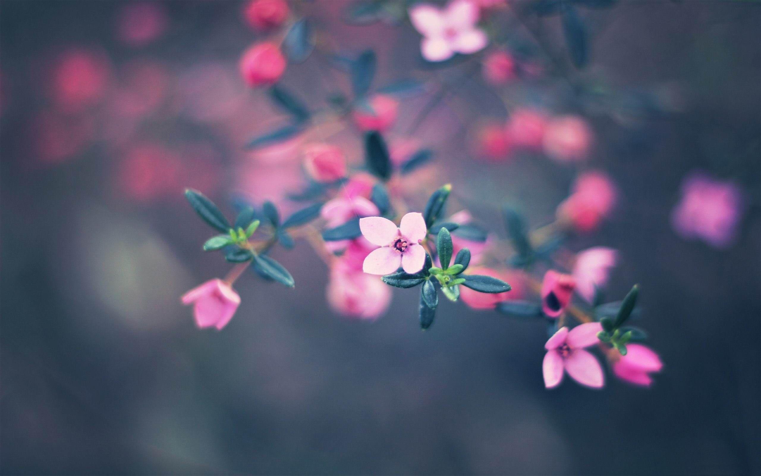 2560x1600 Cute Pink Flower Photography