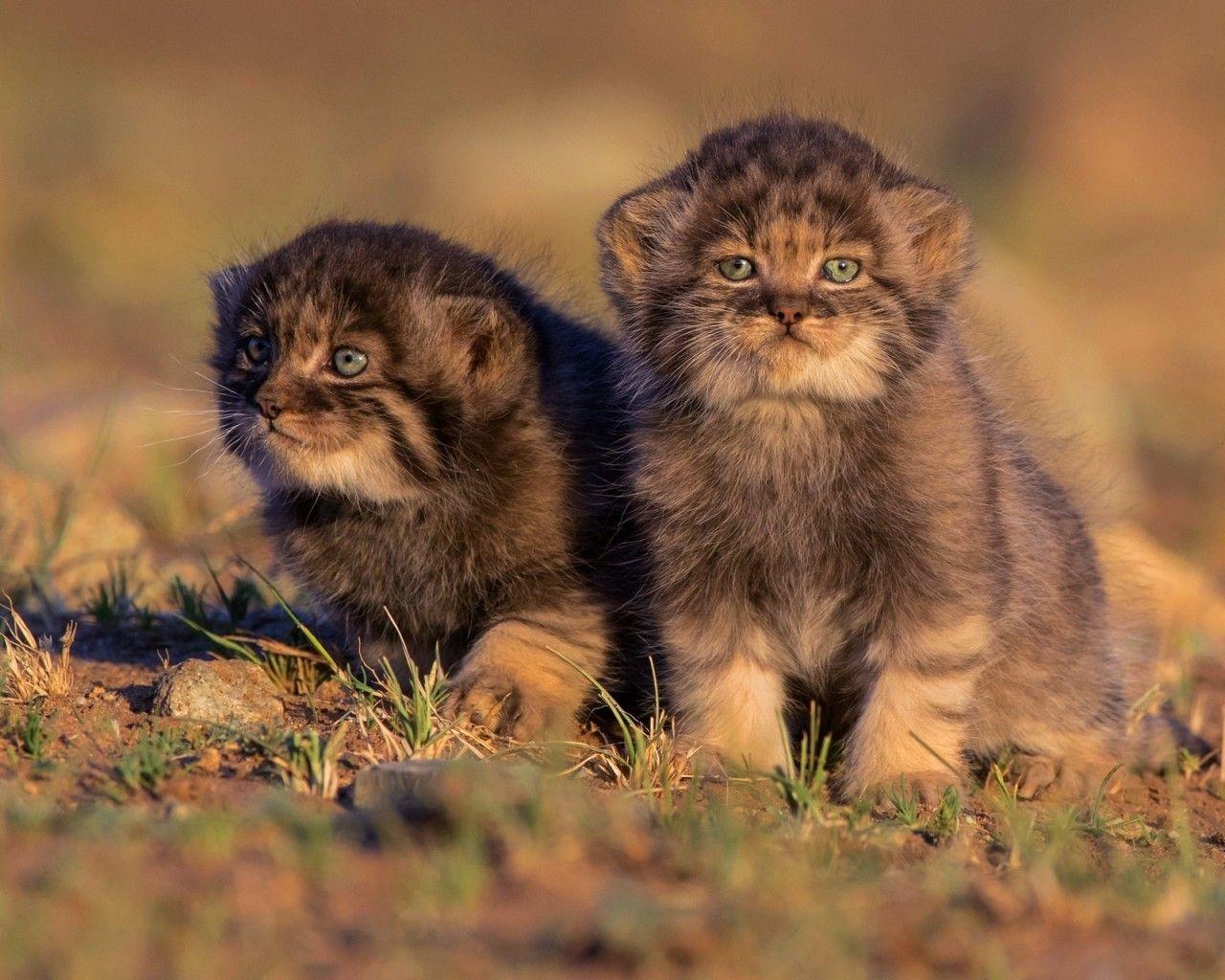 1280x1024 Download 1280x1024 Wild Cats, Cute, Photography Wallpaper