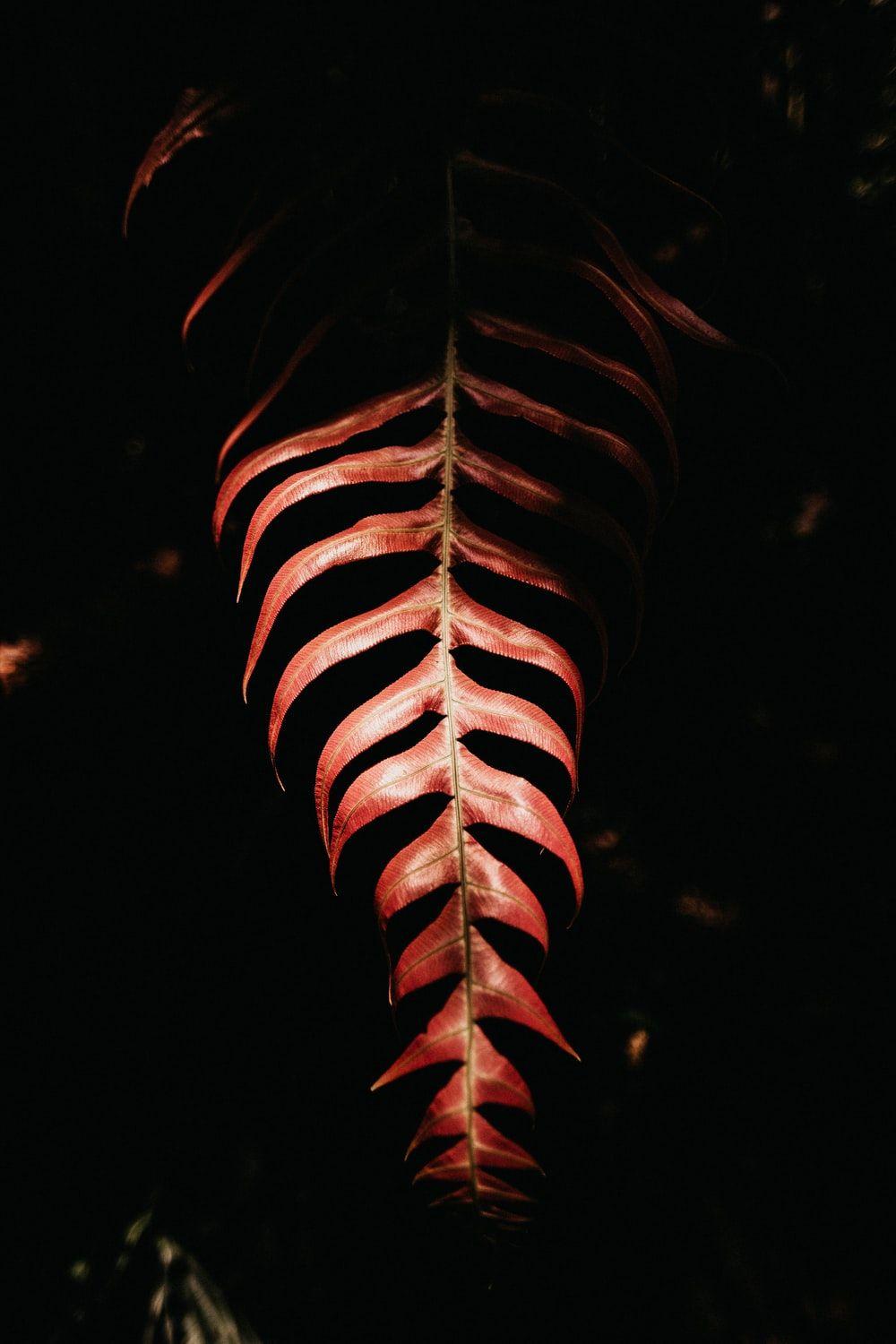 1000x1500 iPad Wallpaper: Free HD Download [HQ]