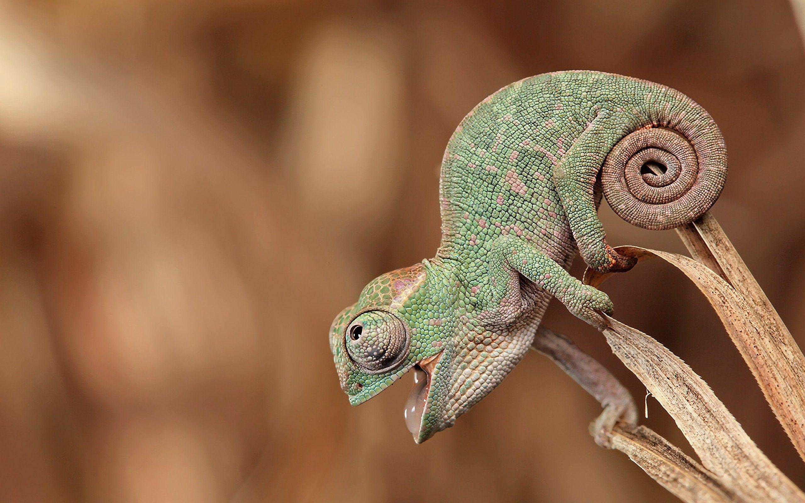 2560x1600 Cute Chameleon Portrait