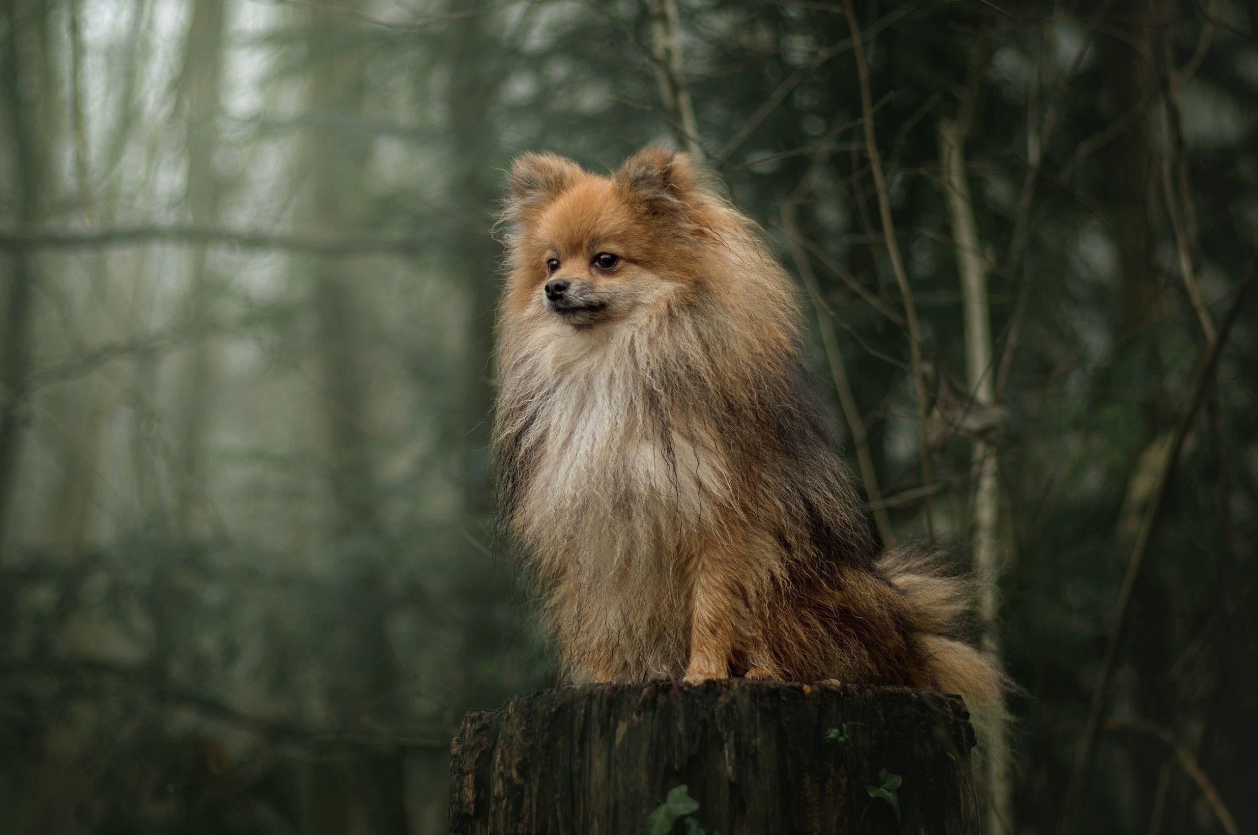 2560x1700 Download 2560x1700 Cute Dog, Furry, Cool, Majestic