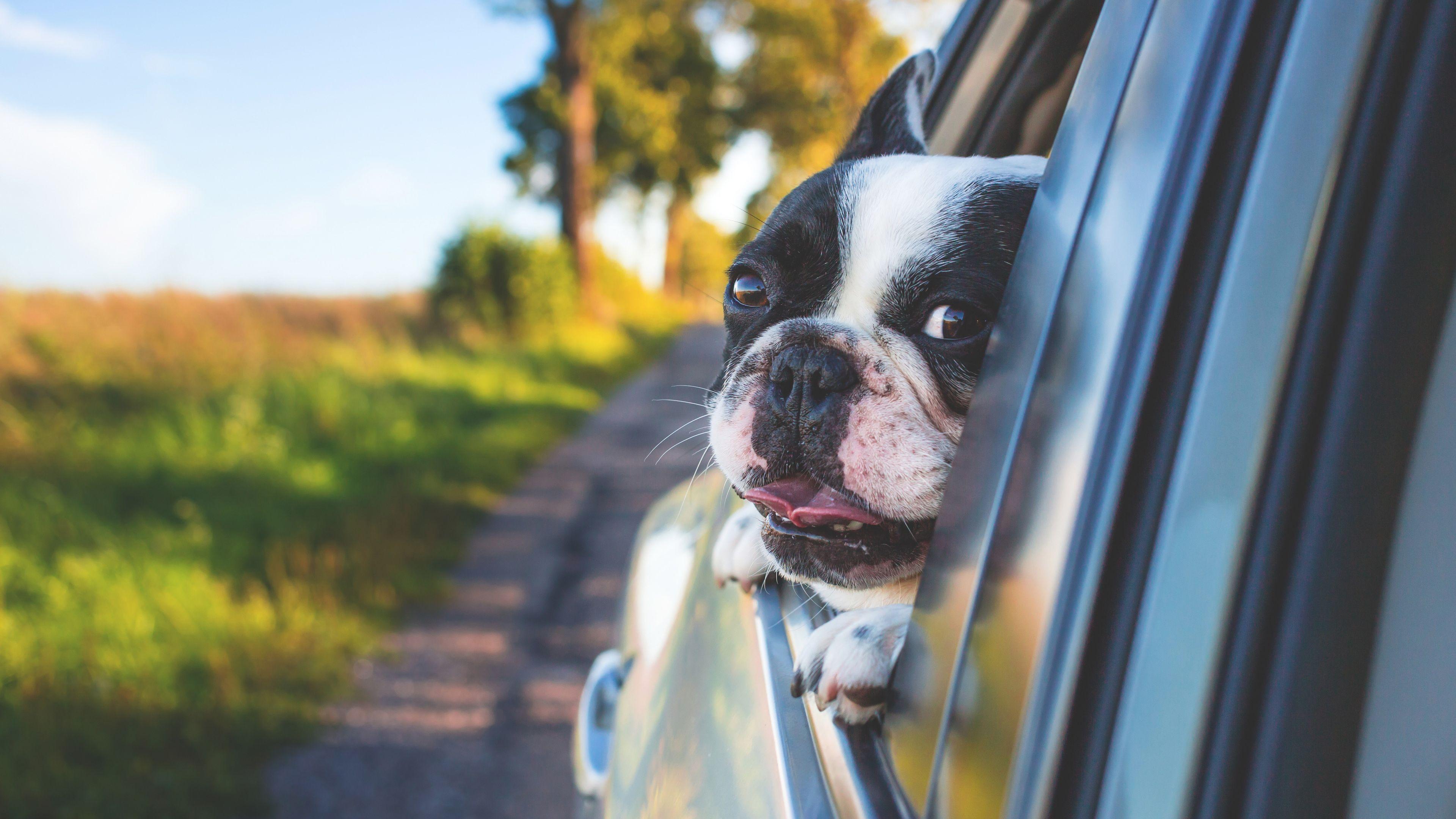 3840x2160 Wallpaper 4k Dog Looking Outside Car Window 4k Wallpaper