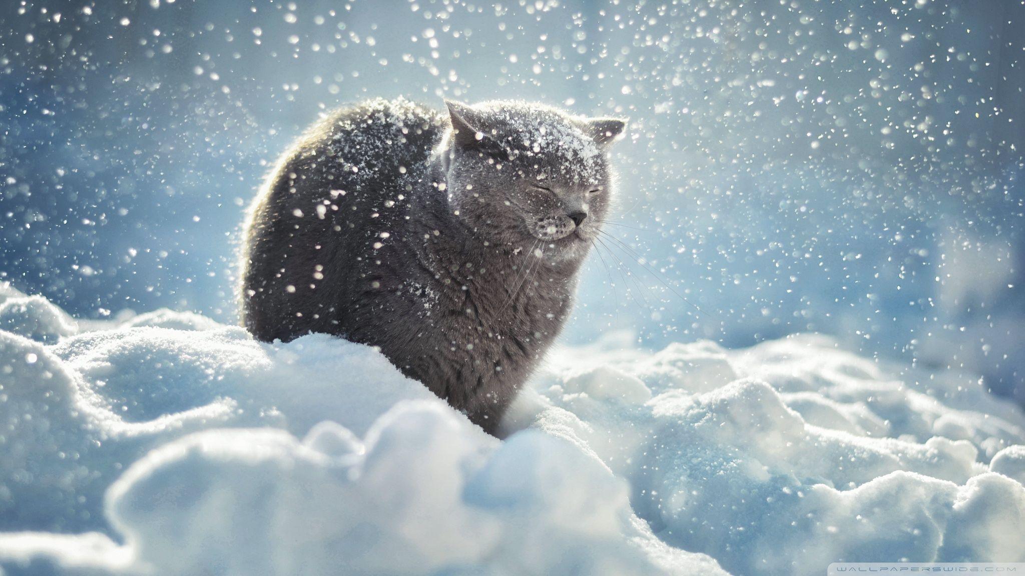 Winter Cat Wallpapers: Chào mừng đông về cùng mèo với những bức ảnh nền về mèo đáng yêu trong trang phục giáng sinh. Hãy đón chào mùa đông tuyệt vời với hình ảnh cực kì ấm áp và dễ thương này.