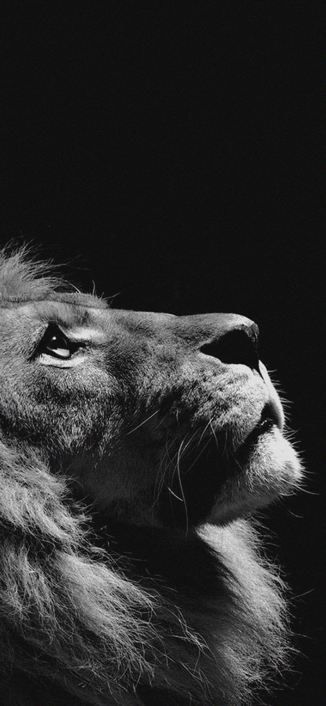 1125x2436 Lion Looking Sky Animal Nature Dark Photo