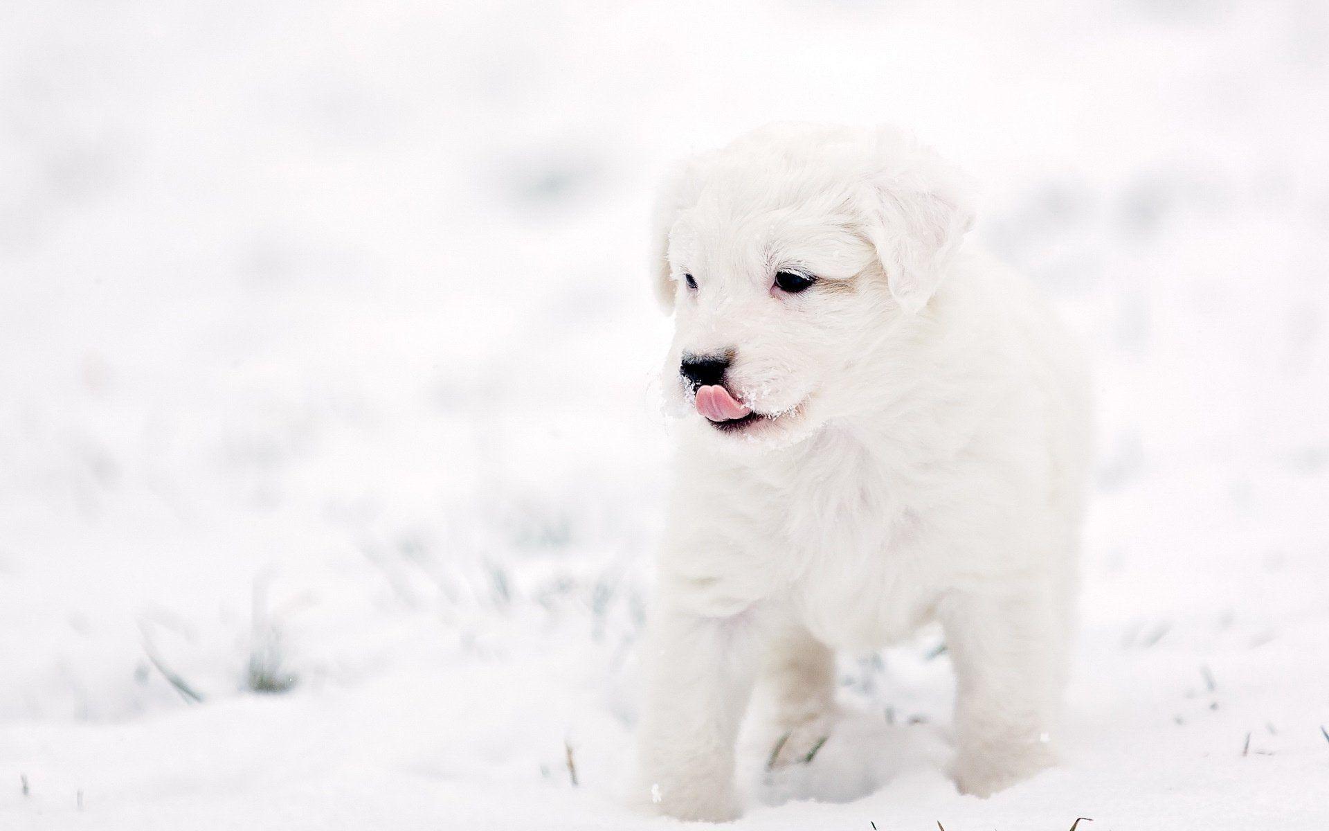 Winter Puppy Wallpapers Top Free Winter Puppy Backgrounds Wallpaperaccess