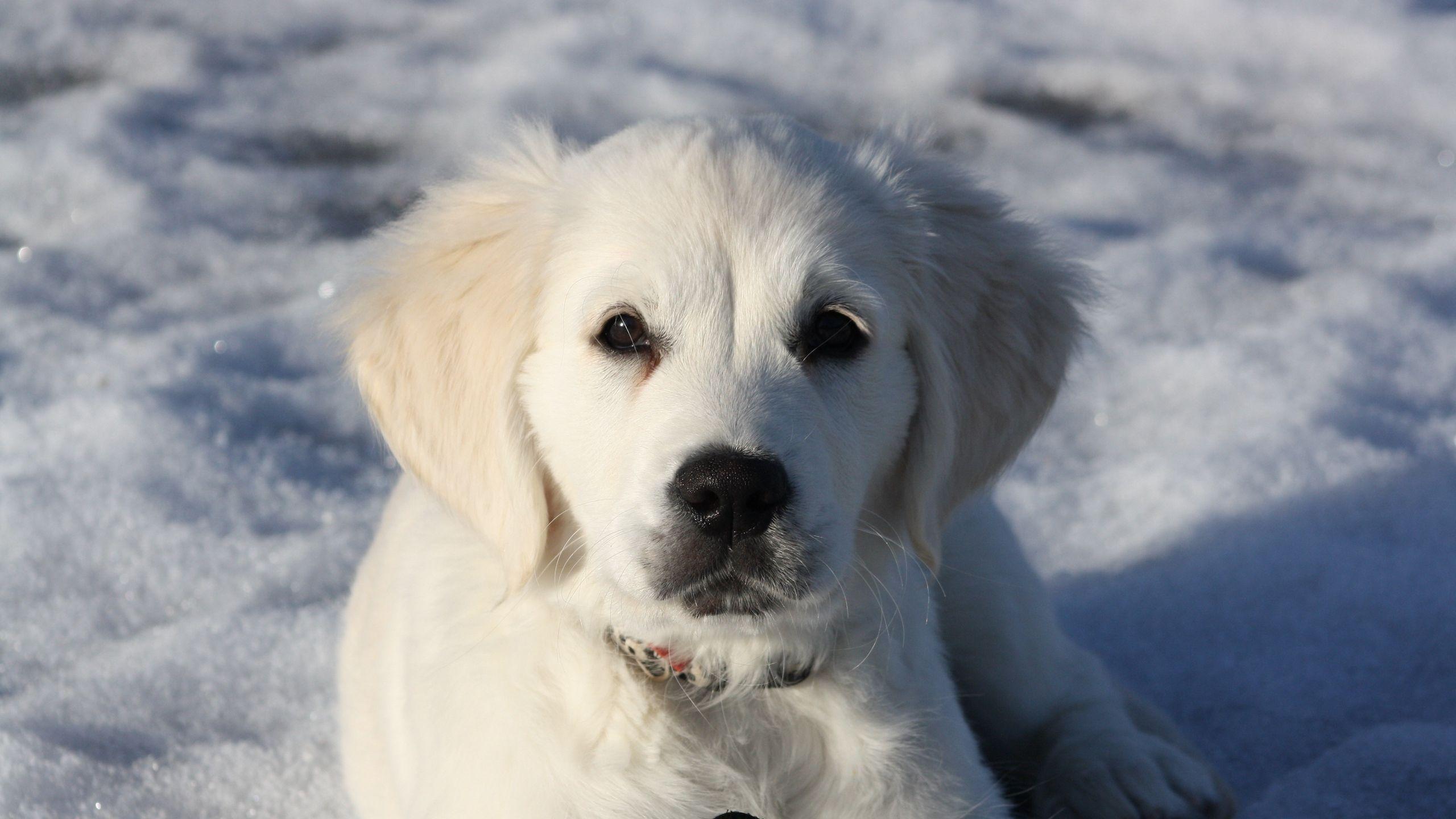2560x1440 Download wallpaper 2560x1440 golden retriever, puppy, white