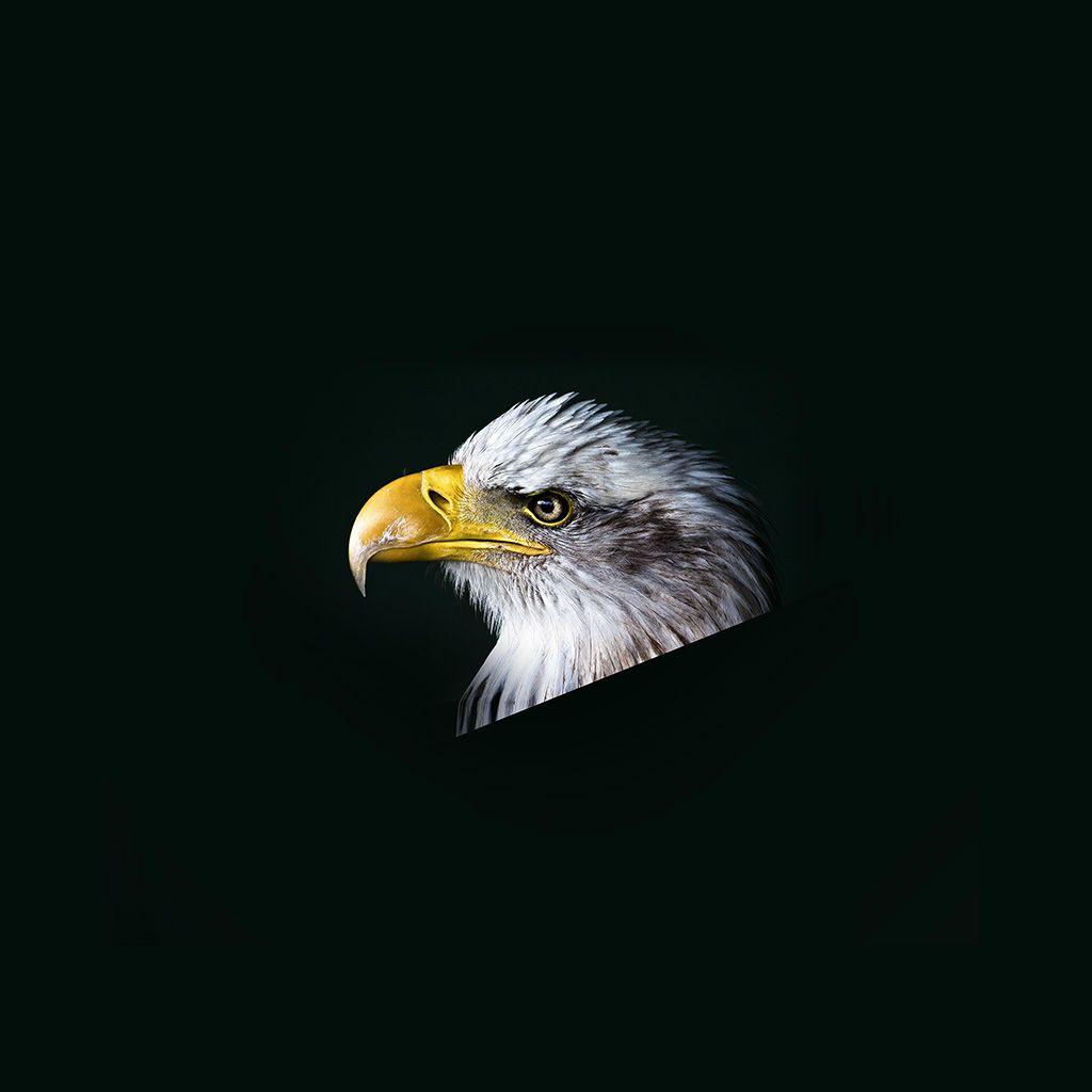 1024x1024 Eagle Dark Animal Bird Face iPad Wallpaper Free Download