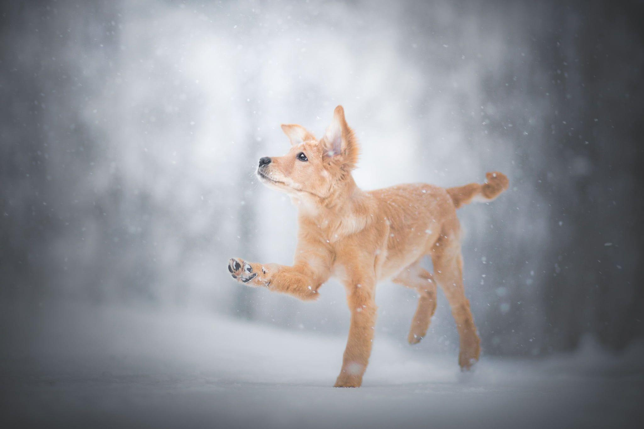 2048x1365 Medium Short Coated Beige Puppy, Winter, Snow, Dog, Animals