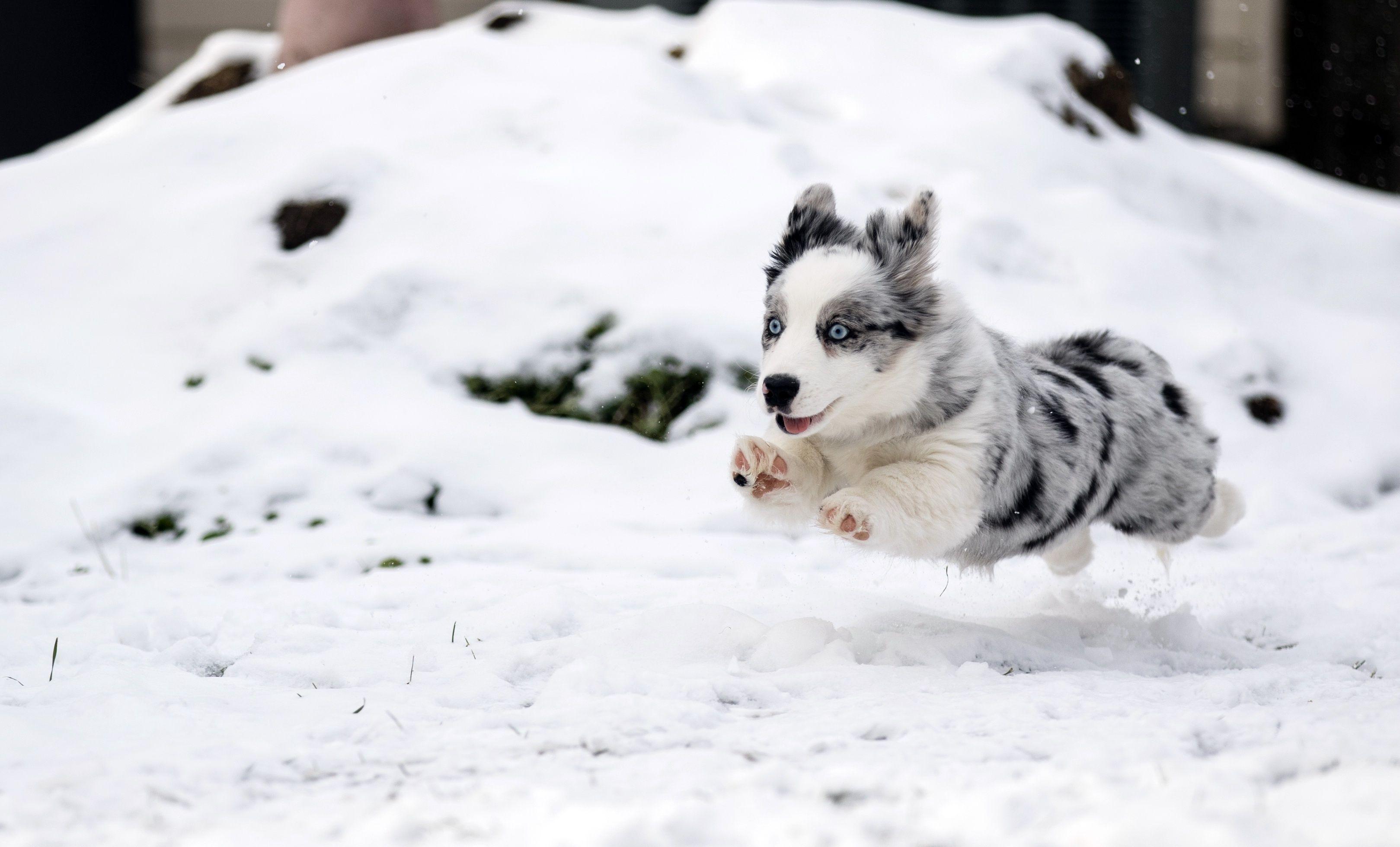 3238x1959 Australian Shepherd (blue merle) HD Wallpaper. Background