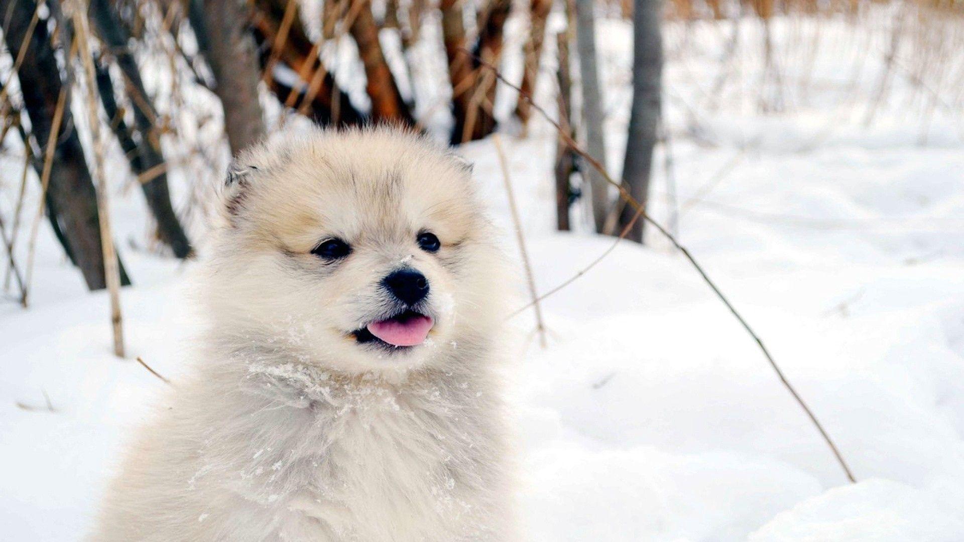 1920x1080 Download wallpaper 1920x1080 dog, puppy, snow, fluffy full
