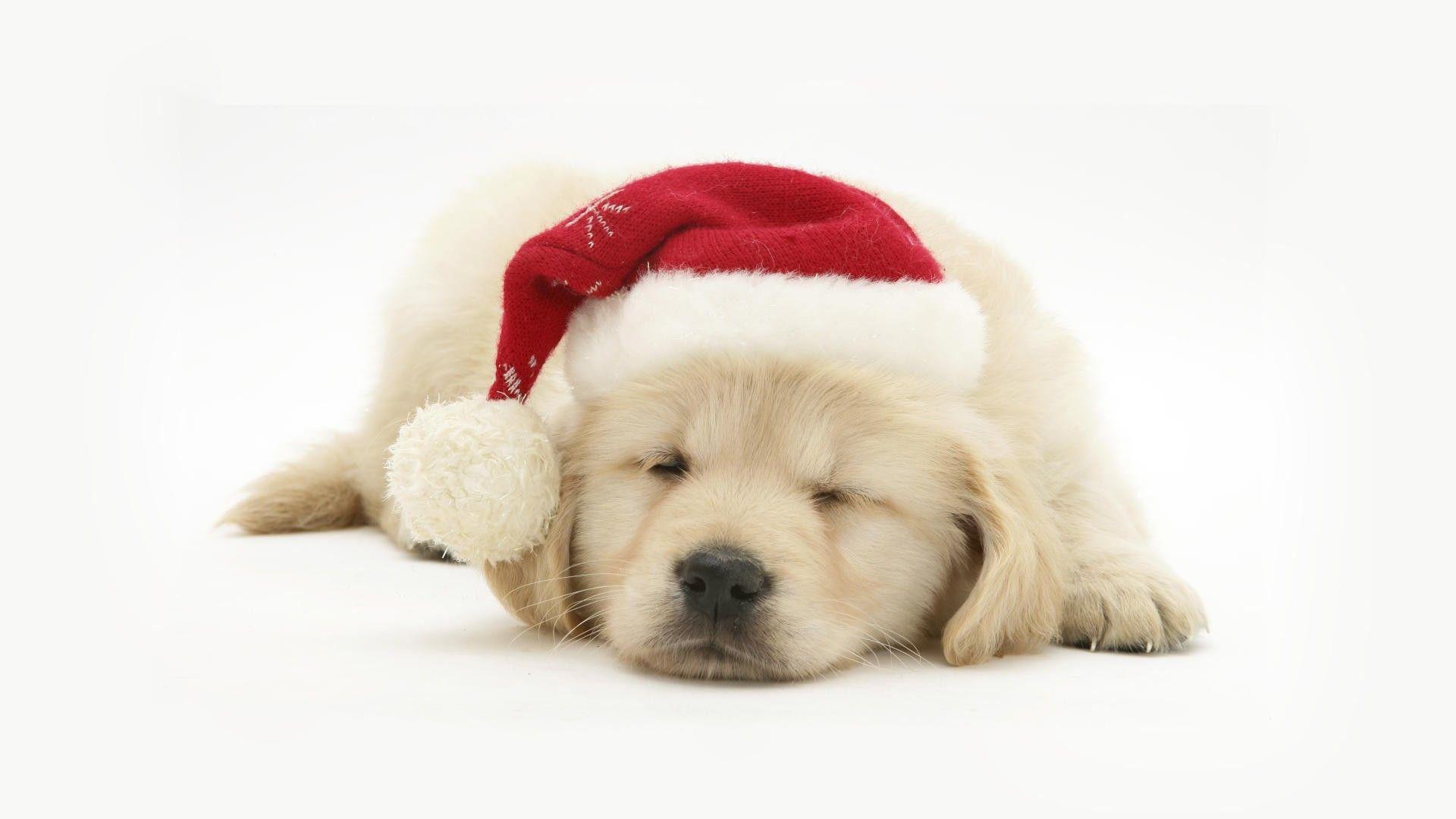 1920x1080 Puppy Christmas Wallpaper
